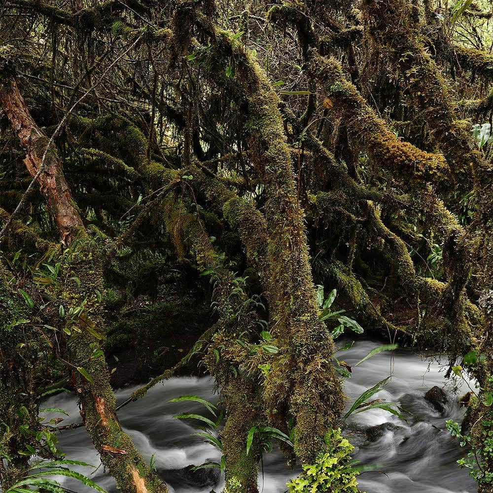 thephotosocietyさんのインスタグラム写真 - (thephotosocietyInstagram)「Photo by @pablocorralvega // A polylepis grove at 15.000 feet of altitude in the Cayambe Coca Reserve, in Ecuador. Polylepis (meaning many layers) are very slow growth trees. An inch growth (in diameter) of these unique trees can take a 100 years, so the ones that we are seeing in this photograph can easily be 600 or 700 years old. They grow only at very high altitudes in the Northern Andes of Ecuador, and as many other forests they are in danger because they are still being used for cooking, and the agricultural frontier doesn’t stop expanding. #Ecuador #Andes #Forest #Landscape #River #Water」7月31日 22時17分 - thephotosociety