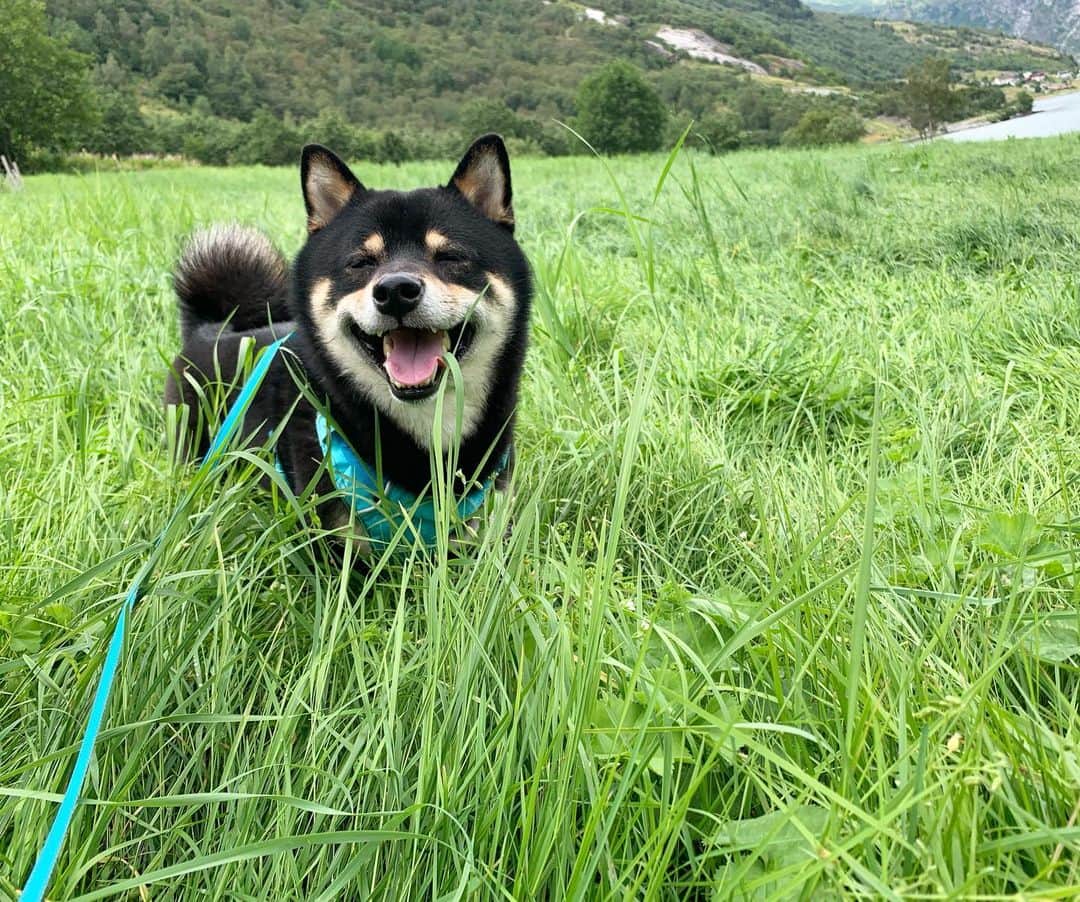 ?Fricko the Shiba Inu?さんのインスタグラム写真 - (?Fricko the Shiba Inu?Instagram)「Grass enthusiast Keaton finally found his grass heaven 🤣 🐾 🐾 #Keaton #🐶 #shiba #shibainu #dog #柴犬 #黒柴 #子犬 #shibalovers #shibaholics #dogoftheday #dogslife #weeklyfluff  #dogstagram  #dogscorner #shibapuppy #puppiesofinstagram」7月31日 22時15分 - umigiva