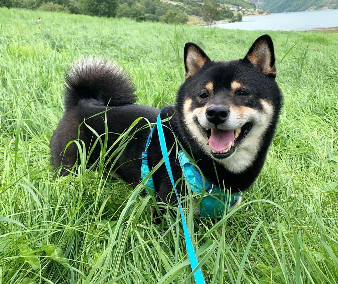 ?Fricko the Shiba Inu?さんのインスタグラム写真 - (?Fricko the Shiba Inu?Instagram)「Grass enthusiast Keaton finally found his grass heaven 🤣 🐾 🐾 #Keaton #🐶 #shiba #shibainu #dog #柴犬 #黒柴 #子犬 #shibalovers #shibaholics #dogoftheday #dogslife #weeklyfluff  #dogstagram  #dogscorner #shibapuppy #puppiesofinstagram」7月31日 22時15分 - umigiva