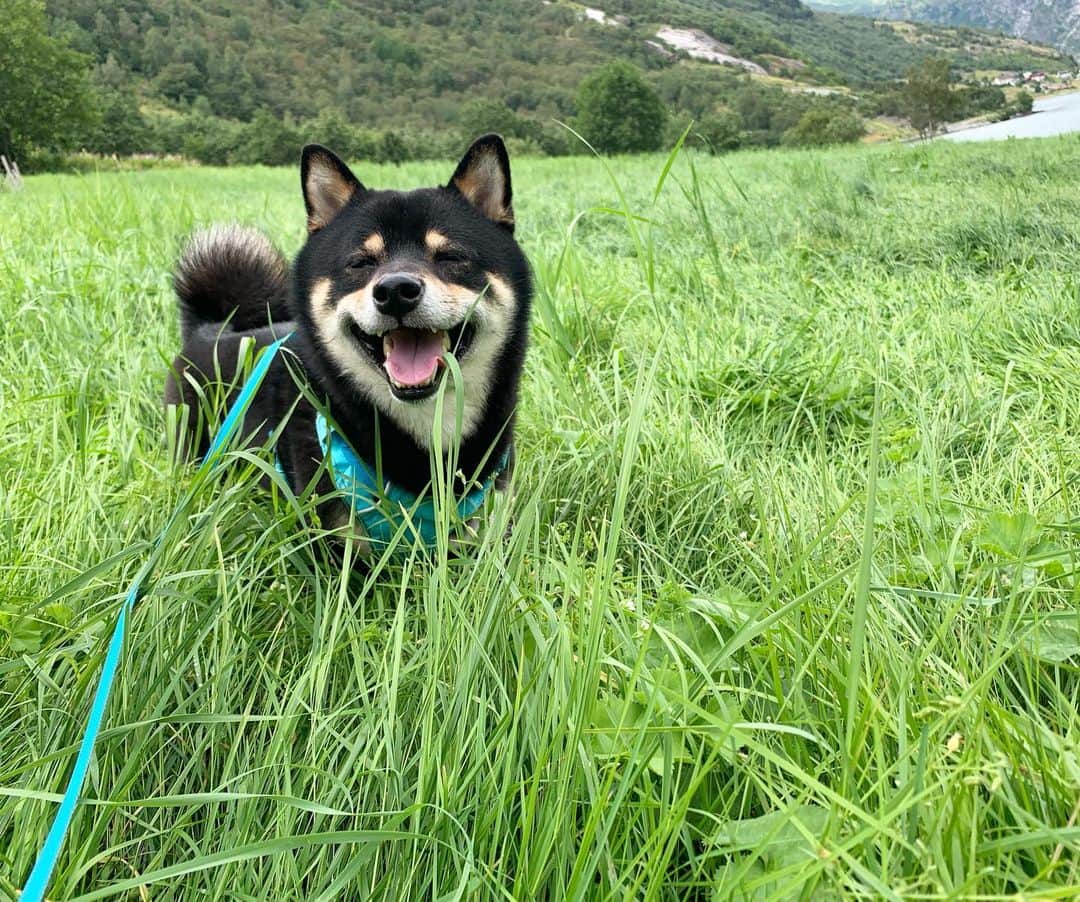 ?Fricko the Shiba Inu?のインスタグラム：「Grass enthusiast Keaton finally found his grass heaven 🤣 🐾 🐾 #Keaton #🐶 #shiba #shibainu #dog #柴犬 #黒柴 #子犬 #shibalovers #shibaholics #dogoftheday #dogslife #weeklyfluff  #dogstagram  #dogscorner #shibapuppy #puppiesofinstagram」