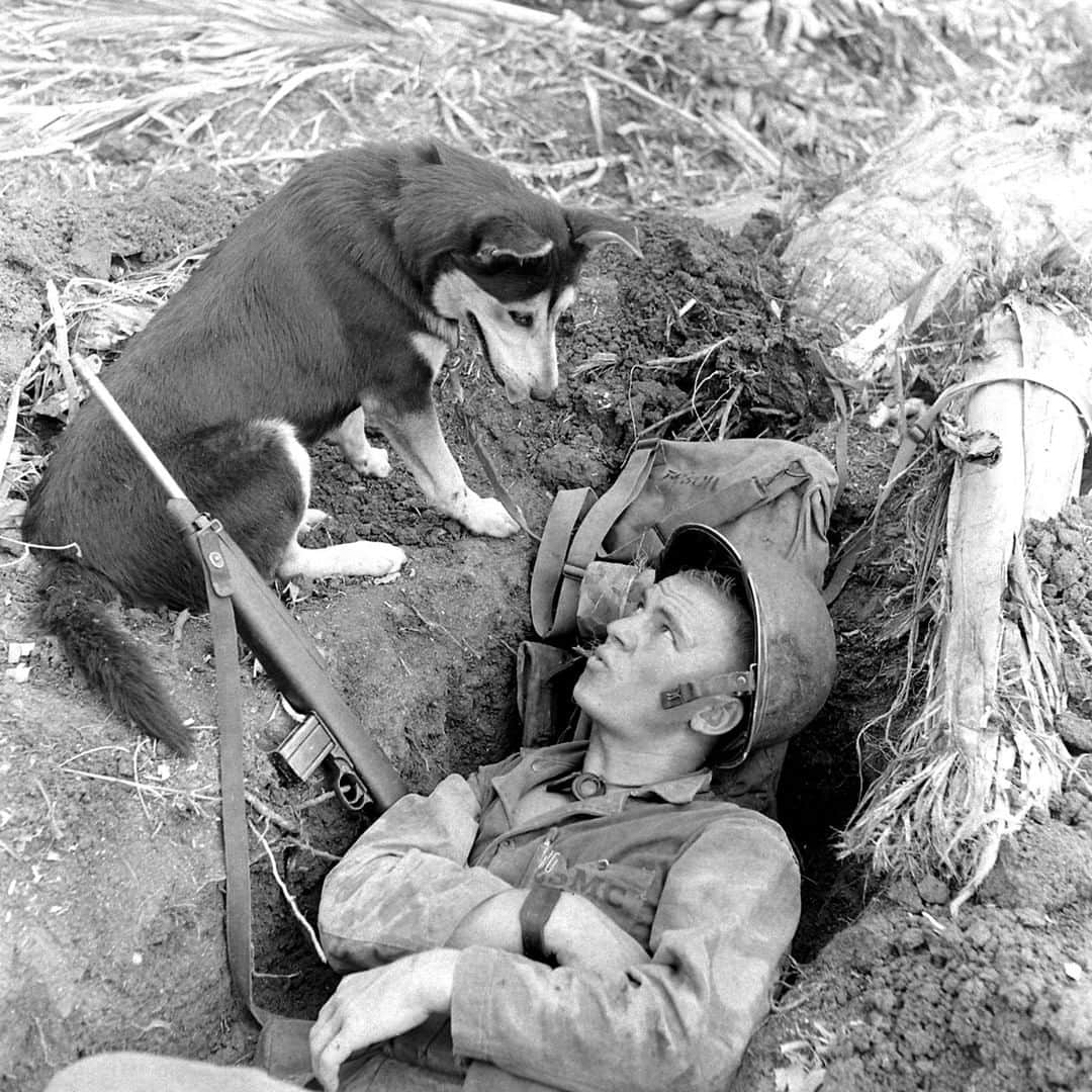 lifeさんのインスタグラム写真 - (lifeInstagram)「An American marine in a foxhole, whistling to a husky, one of the scouting dogs used during the landing on Guam, August 1944. (W. Eugene Smith/The LIFE Picture Collection/Getty Images/Getty Images) #dogsofwar #WWII #wildLIFEwednesday #dogsofinstagram」7月31日 22時20分 - life