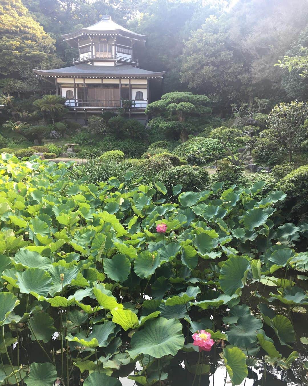 SHANTIさんのインスタグラム写真 - (SHANTIInstagram)「I woke up early for a drop in yoga class and this is the gift I received. August is the season for lotus flowers. The lotus grows in the mid and yet blossoms with the most beautiful flowers and leaves. Metaphorical for the human experience.  光明寺での朝ヨガに行ったらこの光景。 最高な朝になりました。 #光明寺  #材木座 #meetlocal_kamakura  #寺 #蓮池 #lotusflower」7月31日 22時24分 - shantimusic