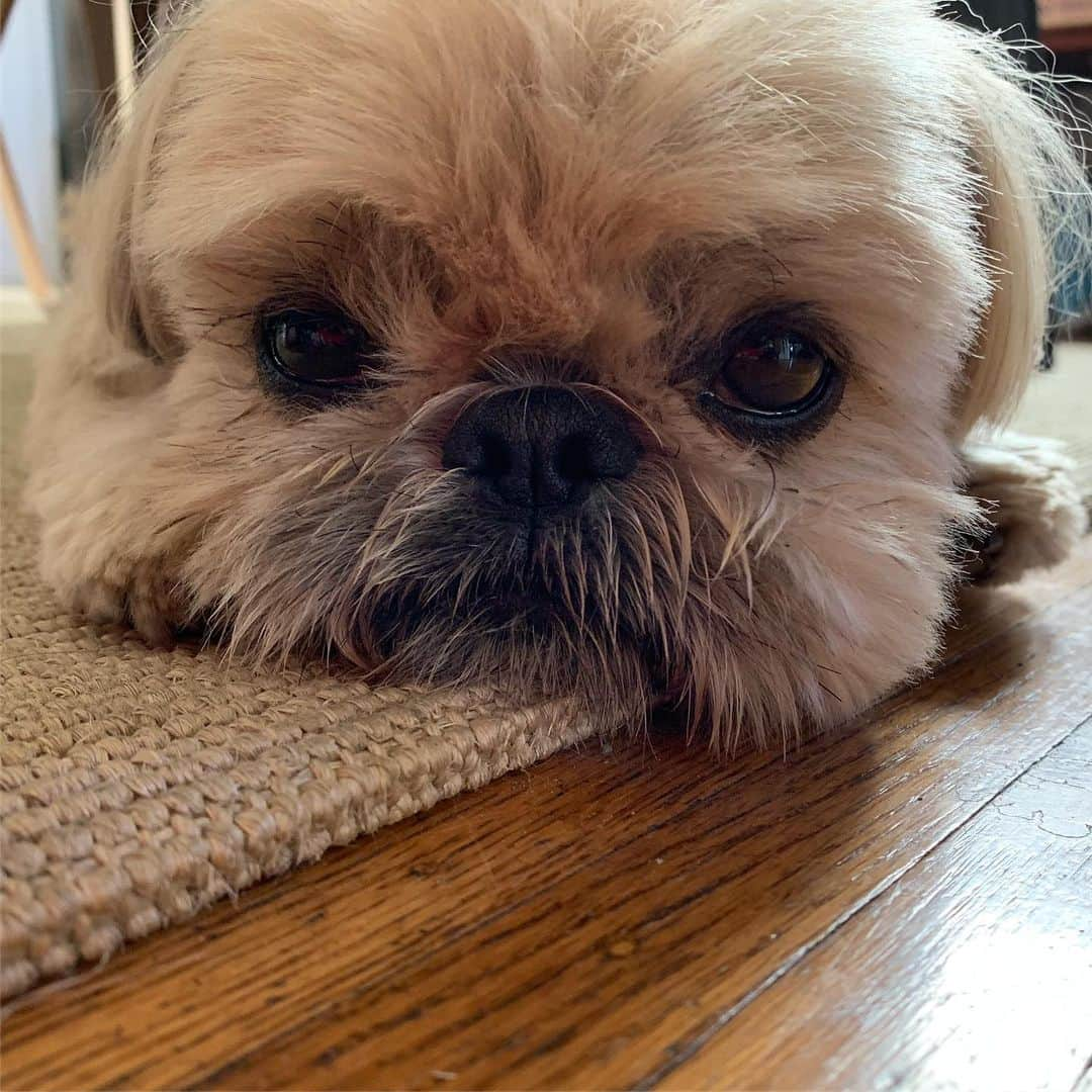 Dougie the Shih Tzuさんのインスタグラム写真 - (Dougie the Shih TzuInstagram)「Milk Dud.」7月31日 22時27分 - dailydougie