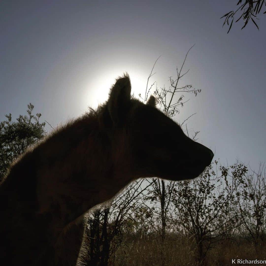 Kevin Richardson LionWhisperer さんのインスタグラム写真 - (Kevin Richardson LionWhisperer Instagram)「Unmistakably a spotted hyena profile, also undeniably a beautiful one at that! This week has been a hyena filled week. Hope you’ve enjoyed seeing them. Let’s keep spreading positive vibes about this incredible species. #hyena #silhouette #hyenasarecool #spottedhyena #crocutacrocuta #indicatorspecies」7月31日 23時03分 - lionwhisperersa