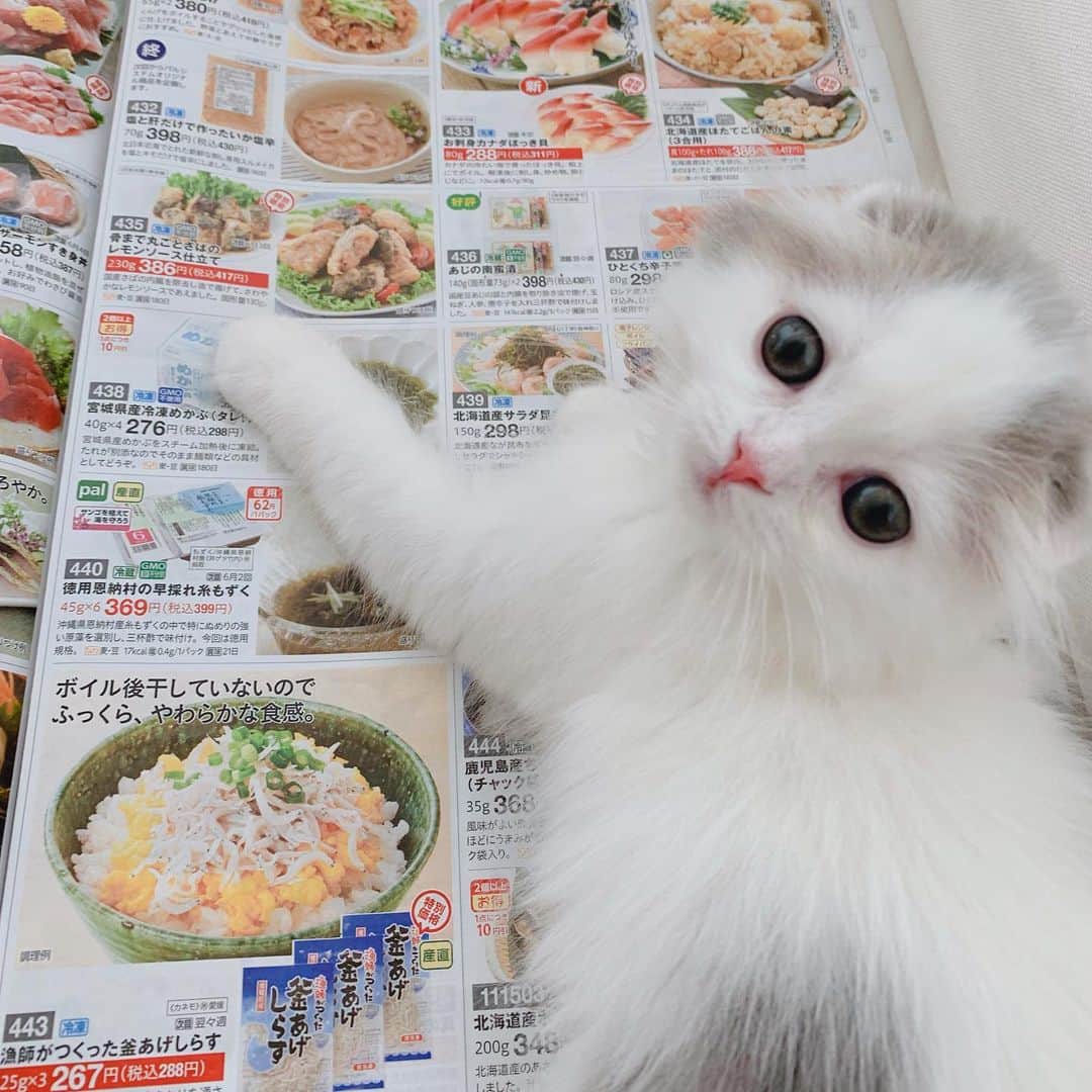 のんたのインスタグラム：「ぱんちゃんのビフォーアフター ・ #scottishfold #catstagram_japan #catsofinstagram #cats_of_instagram#catoftheday #ilovemycat #bestmeow #catlover #cutecat #kittensofinstagram #cute #スコティッシュフォールド#スコティッシュフォールド子猫 #5monthsold#成長記録」