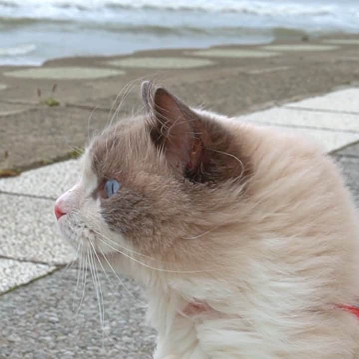 マアルのインスタグラム：「ラル副店長と海 #🐈 #猫好きさんと繋がりたい #北海道 #留萌」