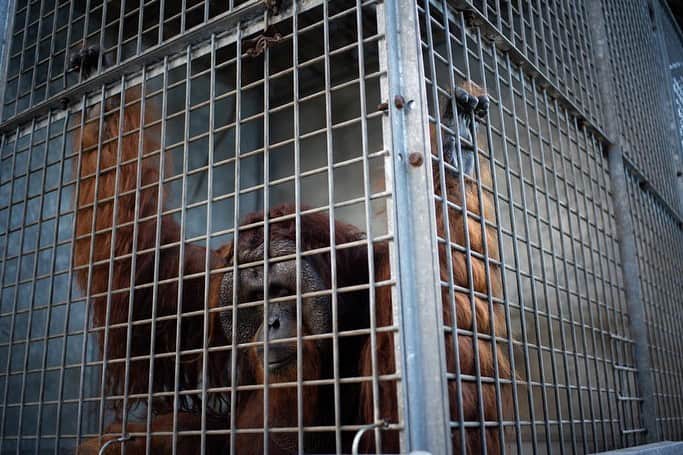 Jackson Harriesさんのインスタグラム写真 - (Jackson HarriesInstagram)「One of the hardest parts of our time in Borneo was witnessing the Orangutans confined to cages. Whilst this was often for the animals own good, offering a temporary safe space whilst they are rehabilitated, it was impossible not to be confronted with the similarities we share with these remarkable creatures, and in turn with the sadness of their situation. Standing there and looking into the eyes of an Orangutan I felt an involuntary pang in my stomach, the type of feeling you get when you recognise something very familiar in the eyes of another being. It goes without saying that whilst Orangutans share 97% of our DNA, they also experience the same range of emotions; anger, fear, sadness, suffering and of course happiness, joy, and pleasure. @bosfoundation aims to be cage free in the future which means raising funds to create safe sanctuary’s for these animals to thrive once again in the wild. 📷:@aliceaedy #orangutanfreedom」8月1日 0時20分 - jackharries