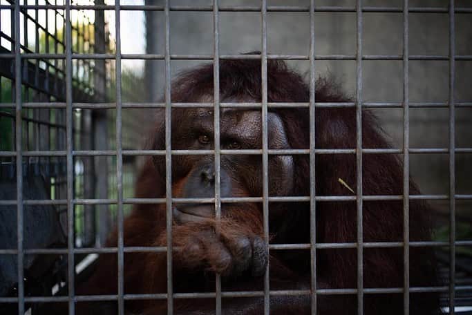 Jackson Harriesさんのインスタグラム写真 - (Jackson HarriesInstagram)「One of the hardest parts of our time in Borneo was witnessing the Orangutans confined to cages. Whilst this was often for the animals own good, offering a temporary safe space whilst they are rehabilitated, it was impossible not to be confronted with the similarities we share with these remarkable creatures, and in turn with the sadness of their situation. Standing there and looking into the eyes of an Orangutan I felt an involuntary pang in my stomach, the type of feeling you get when you recognise something very familiar in the eyes of another being. It goes without saying that whilst Orangutans share 97% of our DNA, they also experience the same range of emotions; anger, fear, sadness, suffering and of course happiness, joy, and pleasure. @bosfoundation aims to be cage free in the future which means raising funds to create safe sanctuary’s for these animals to thrive once again in the wild. 📷:@aliceaedy #orangutanfreedom」8月1日 0時20分 - jackharries