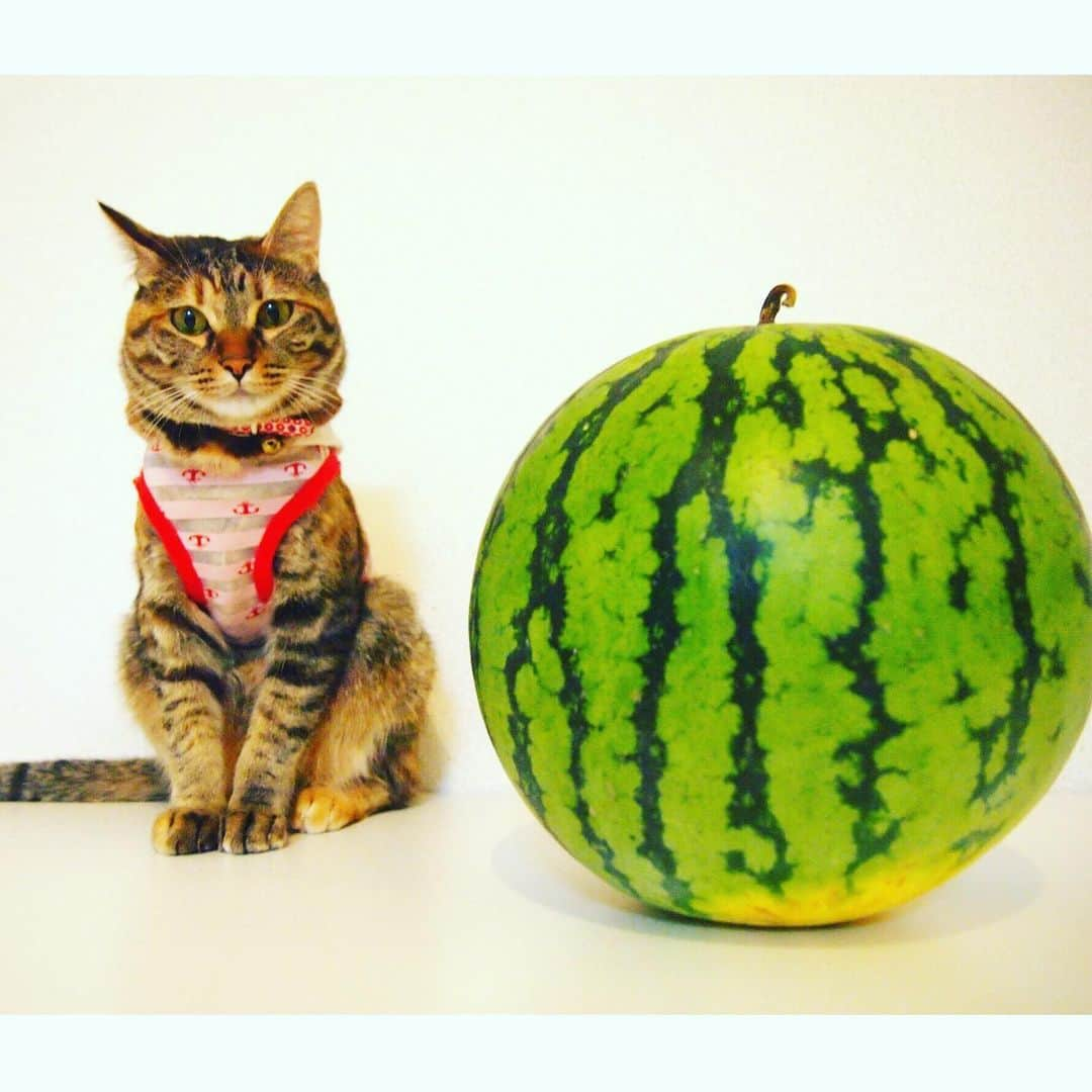 土肥ポン太さんのインスタグラム写真 - (土肥ポン太Instagram)「夏ですわ〜 #土肥ポン太 #キジトラ #スイカ #猫 #ねこだいすき」8月1日 0時48分 - dohi_ponta