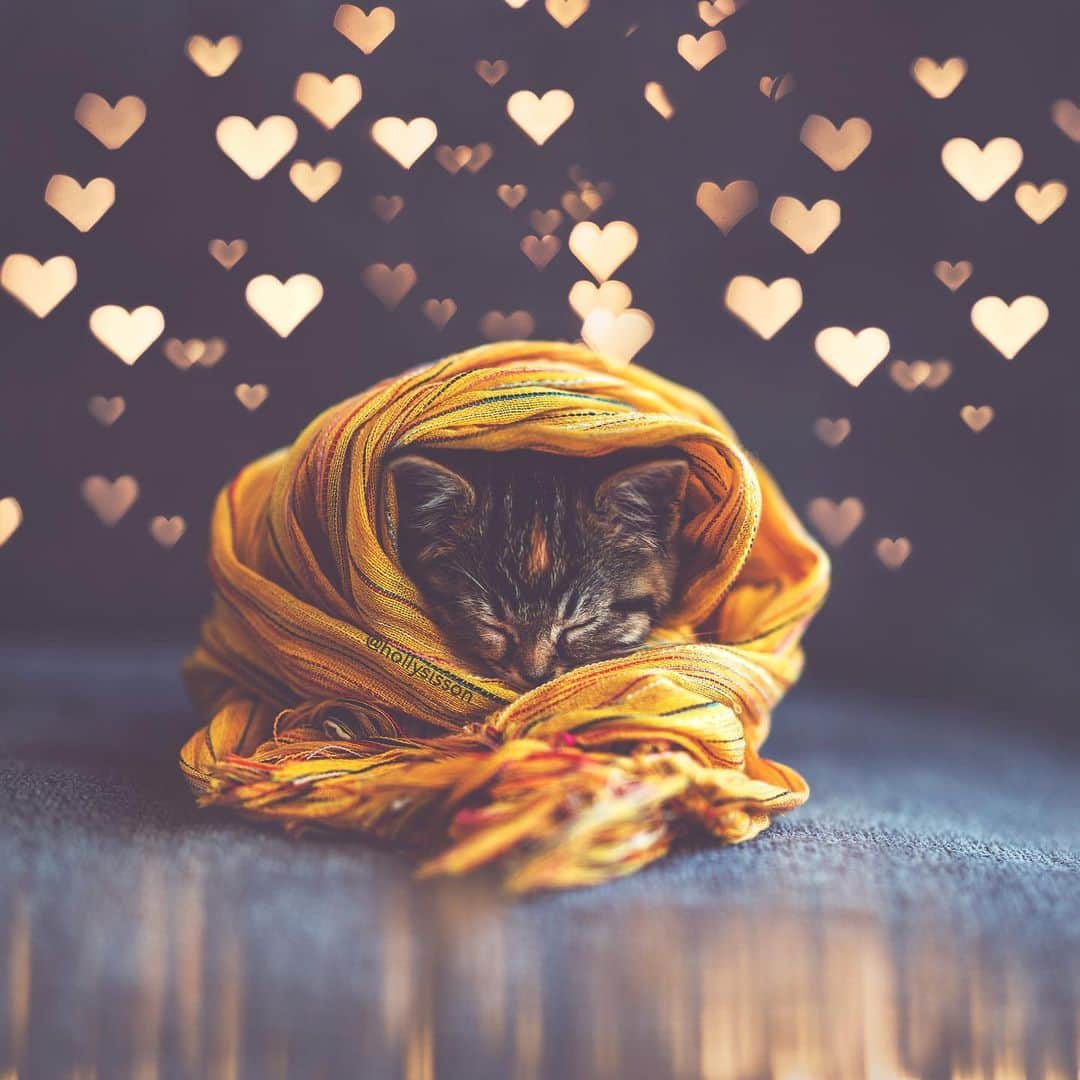 Holly Sissonのインスタグラム：「Sweet bundle of ❤️❤️❤️ #toronto #kitten #tabbykitty #mainecoon (See more of Emma on @pitterpatterfurryfeet) ~ Canon 1D X MkII + 85 f1.4L IS @ f1.4  See my bio for full camera equipment information plus info on how I process my images. 😊 ~ @bestmeow #bestmeow」
