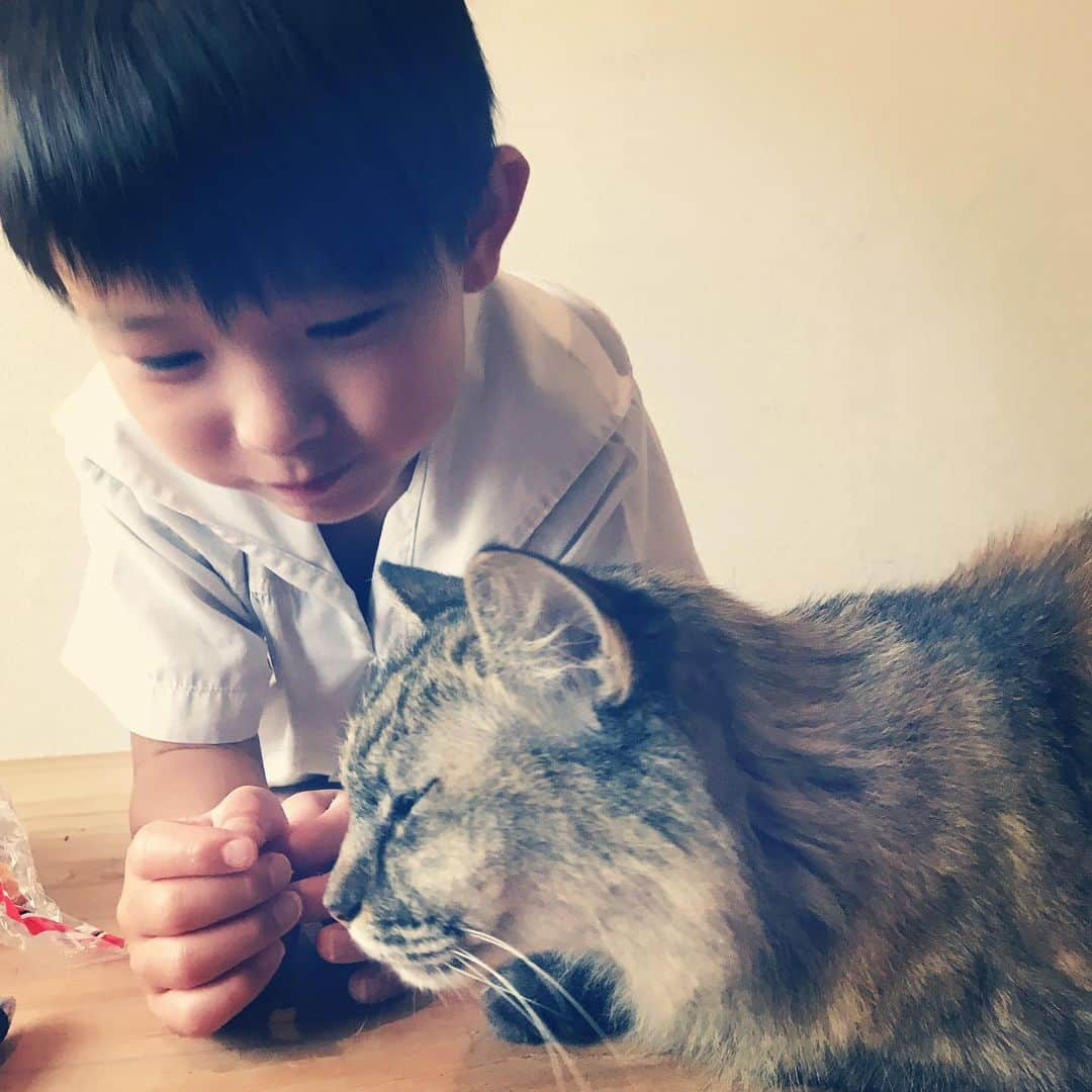 makicocomoのインスタグラム：「Momo and my son. ⁑) もうすぐ15歳モモ。 毛でふっくらしてるけど、 なでると骨の感触がすごい。 食欲はあるけど、栄養を吸収しにくくなってるのかな。 2日前に、トコがこじ開けた隙間から出て行ってしまい、帰って来なくて、この暑さだし心配したけど、お向かいさんちからフラッと戻って来ました。 なんだ、そんな近くに〜！ 毎日ドリルに遊ぼうちょっかいを出されて、走り回って鍛えられてます。 立場はまだまだモモの方が上かな♪」