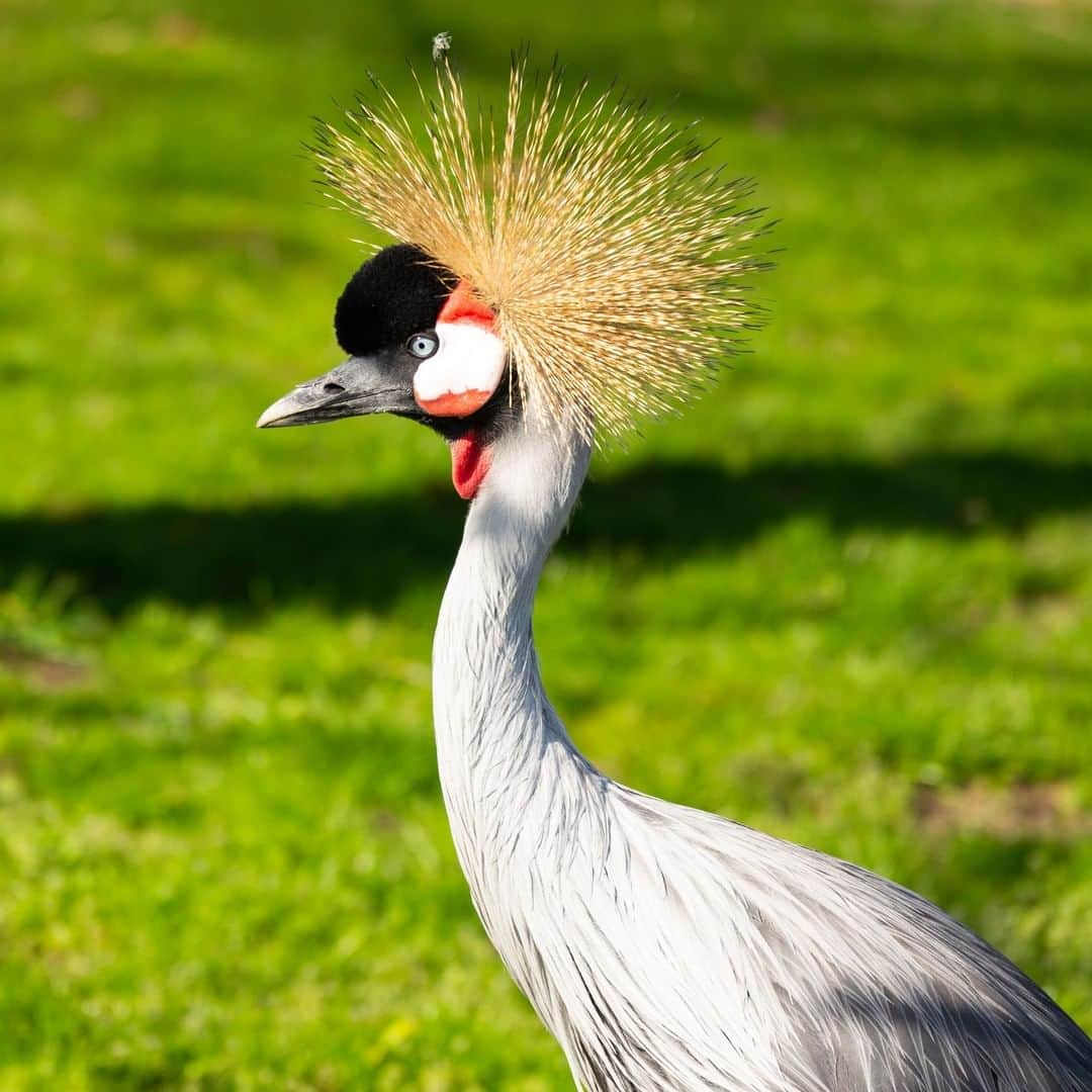 アニマルプラネットさんのインスタグラム写真 - (アニマルプラネットInstagram)「Look at that AMAZING crown! Grey-Crowned Cranes stomp around when they walk to flush all the insects out of the ground... giving them a sweet treat. . . . . . . #animalplanetupclose #animalsofinstagram #animalplanet #animaloftheday #wild #wildlife #outdoors #animals #wildanimals #conservation #nature #animallovers #instanature #wildgeography #greycrownedcrane」8月1日 1時00分 - animalplanet