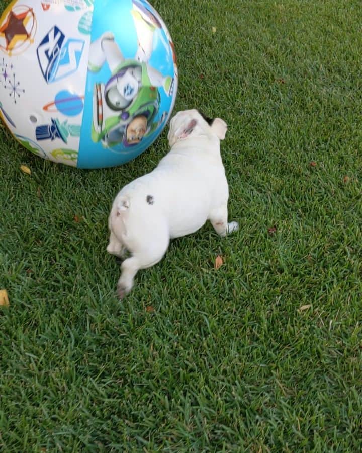 Manny The Frenchieのインスタグラム：「Living my best life! 😃  Mom thought I was stuck in the bushes, but really I was trying to pop this big ball! 😂 #summerfun」