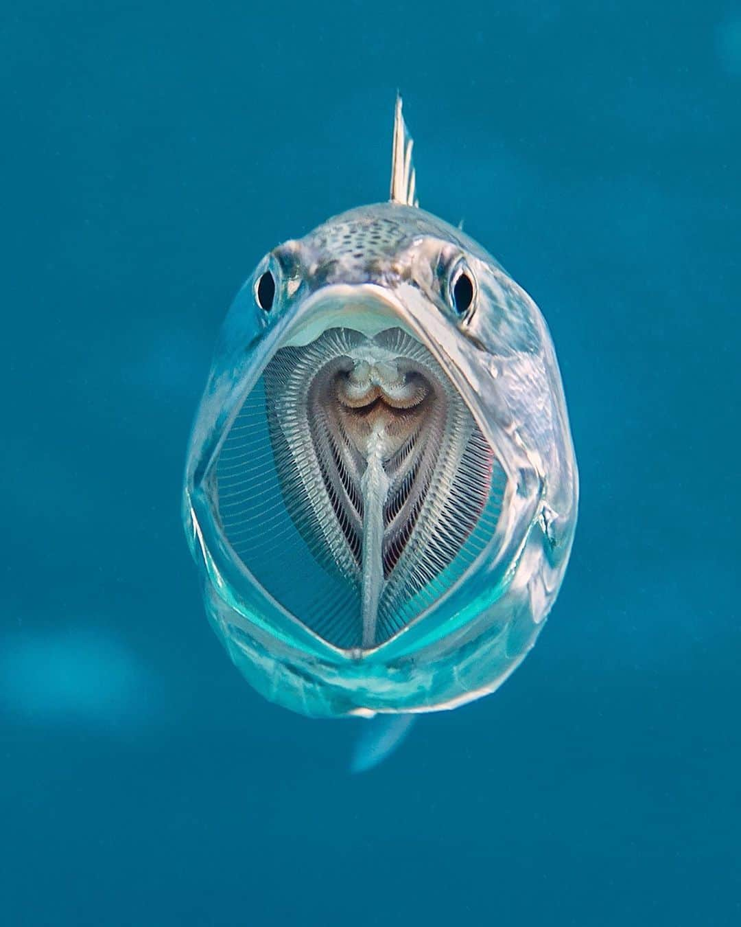 Discoveryさんのインスタグラム写真 - (DiscoveryInstagram)「“Say Aahhh! This fish is a striped mackerel, which feeds by swimming through the ocean with its mouth wide open, sieving plankton out of the water with its net-like gill rakers. As soon as I saw this fish I knew I wanted to capture its unusual pose. The challenge is getting close enough to do it, because these aren’t the friendliest of fish and it took several hours until I was able to get one swimming alone, straight towards my camera like this. I love looking at all the details inside its mouth - it kind of sucks you in - just like their plankton prey.” 📸 + caption by Alex Mustard (@alexmustard1) . . . . #photography #photooftheday #explore #naturephotography #nature #potd #travelIG #wow #natureIG #explore #travelgram #MarsaAlam #Egypt #underwater #swim #ocean #sharkweek」8月1日 1時53分 - discovery