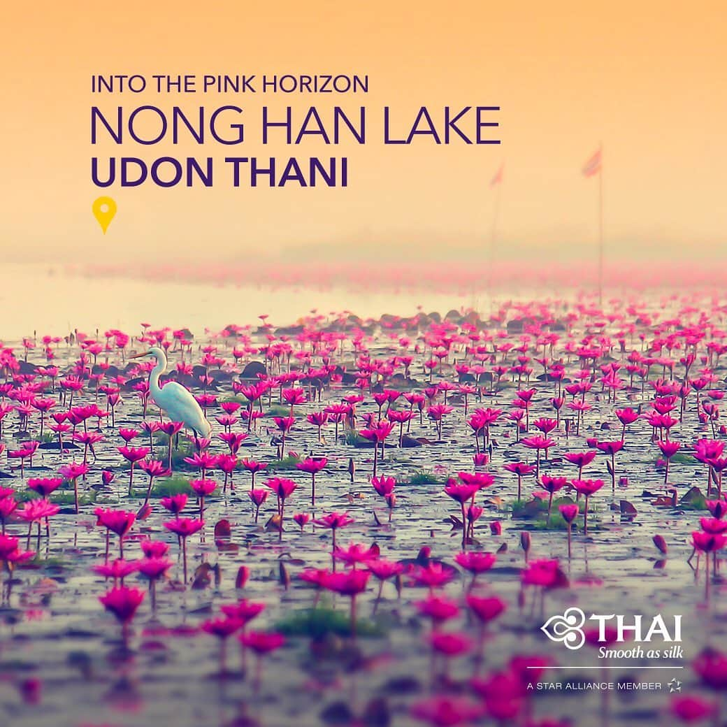 タイ航空さんのインスタグラム写真 - (タイ航空Instagram)「Be in the centre of your own impressionist painting when you paddle in a sea of millions of floating pink lotus flowers at the Red Lotus Sea of Nong Han Lake in Udon Thani. . Be inspired by endless beauty with THAI and THAI Smile at thaiairways.com . #ThaiAirways #FlySmoother #Isan」8月1日 1時57分 - thaiairways