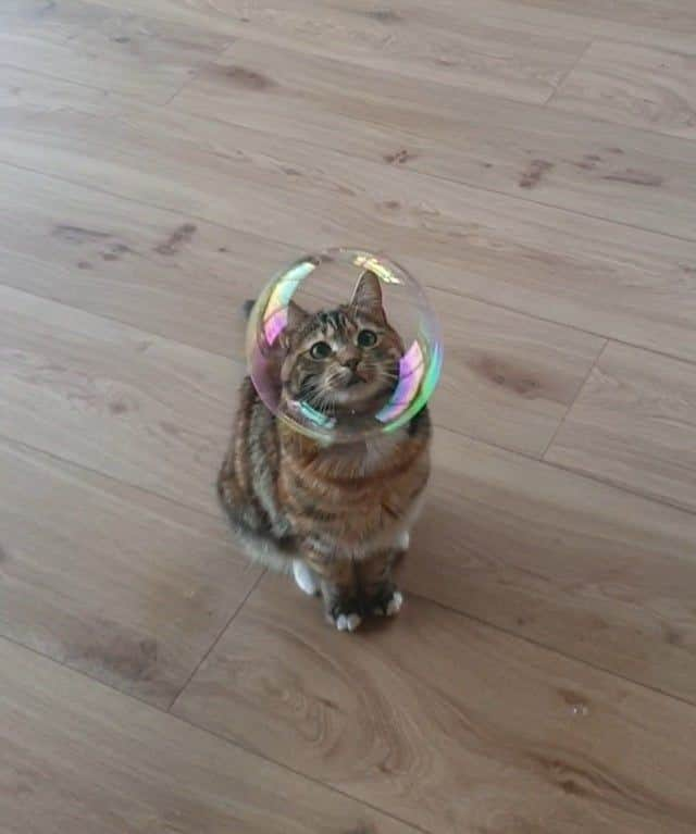 9GAGさんのインスタグラム写真 - (9GAGInstagram)「Ground control to meowjor Tom⠀ @meowed #mysterio #9gag」8月1日 2時47分 - 9gag