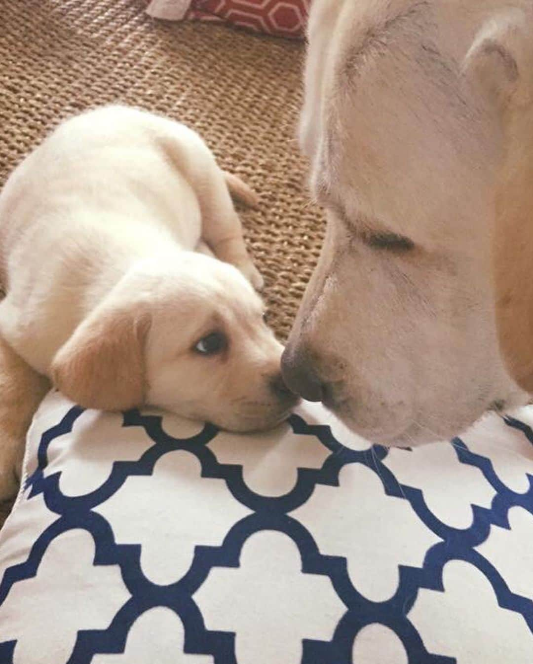 Huckさんのインスタグラム写真 - (HuckInstagram)「4 years ago today when I was 6 weeks old, my humom came and picked me up! Best day ever! 🐾💙🙌🏼 #talesofalab #happygotchaday #yellowlabsofinstagram #yellowlab #fab_labs_ #labrador_class #worldoflabs #yellowlaboftheday #labphotooftheday #retrievergram #englishlabrador #thelablove_feature #thelablove」8月1日 2時40分 - yellow_lab_named_huck