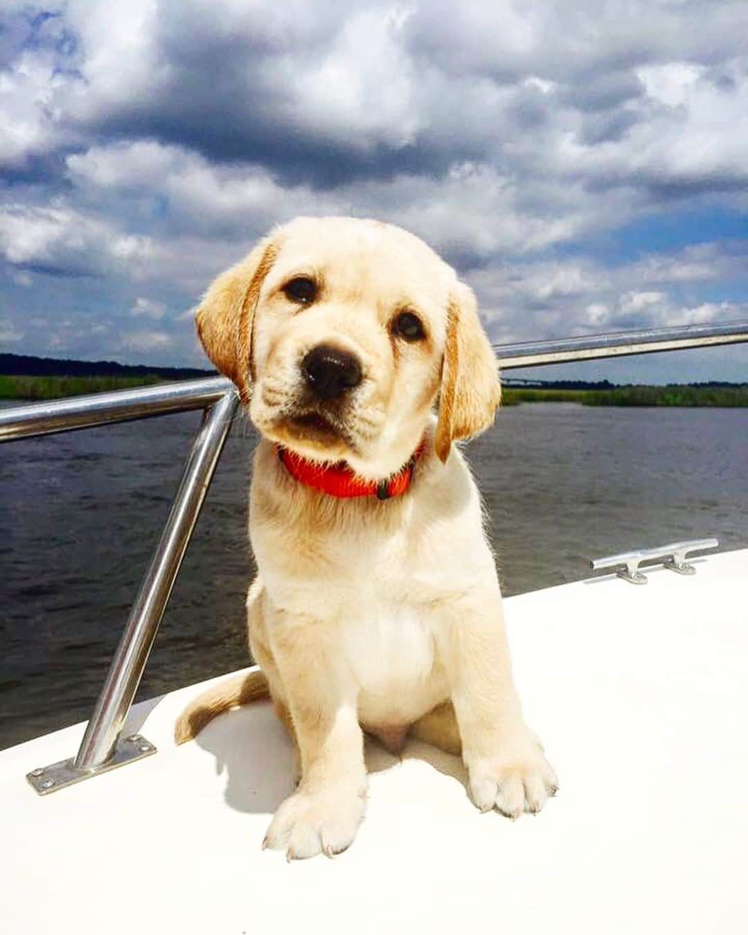 Huckのインスタグラム：「4 years ago today when I was 6 weeks old, my humom came and picked me up! Best day ever! 🐾💙🙌🏼 #talesofalab #happygotchaday #yellowlabsofinstagram #yellowlab #fab_labs_ #labrador_class #worldoflabs #yellowlaboftheday #labphotooftheday #retrievergram #englishlabrador #thelablove_feature #thelablove」