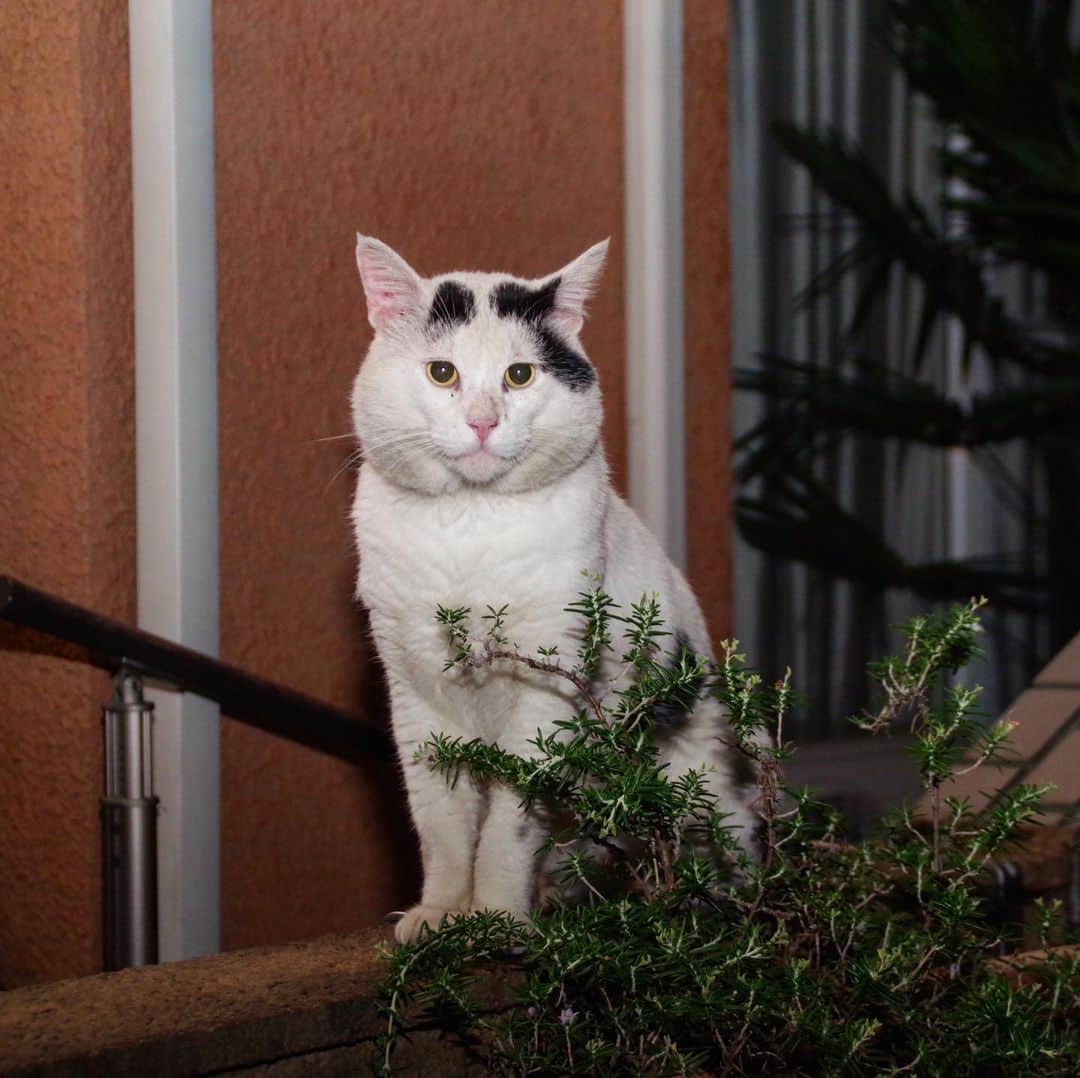 Kachimo Yoshimatsuさんのインスタグラム写真 - (Kachimo YoshimatsuInstagram)「夜は別人。 #uchinonekora #nanakuro #neko #cat #catstagram #kachimo #猫 #ねこ #うちの猫ら http://kachimo.exblog.jp」8月1日 2時50分 - kachimo
