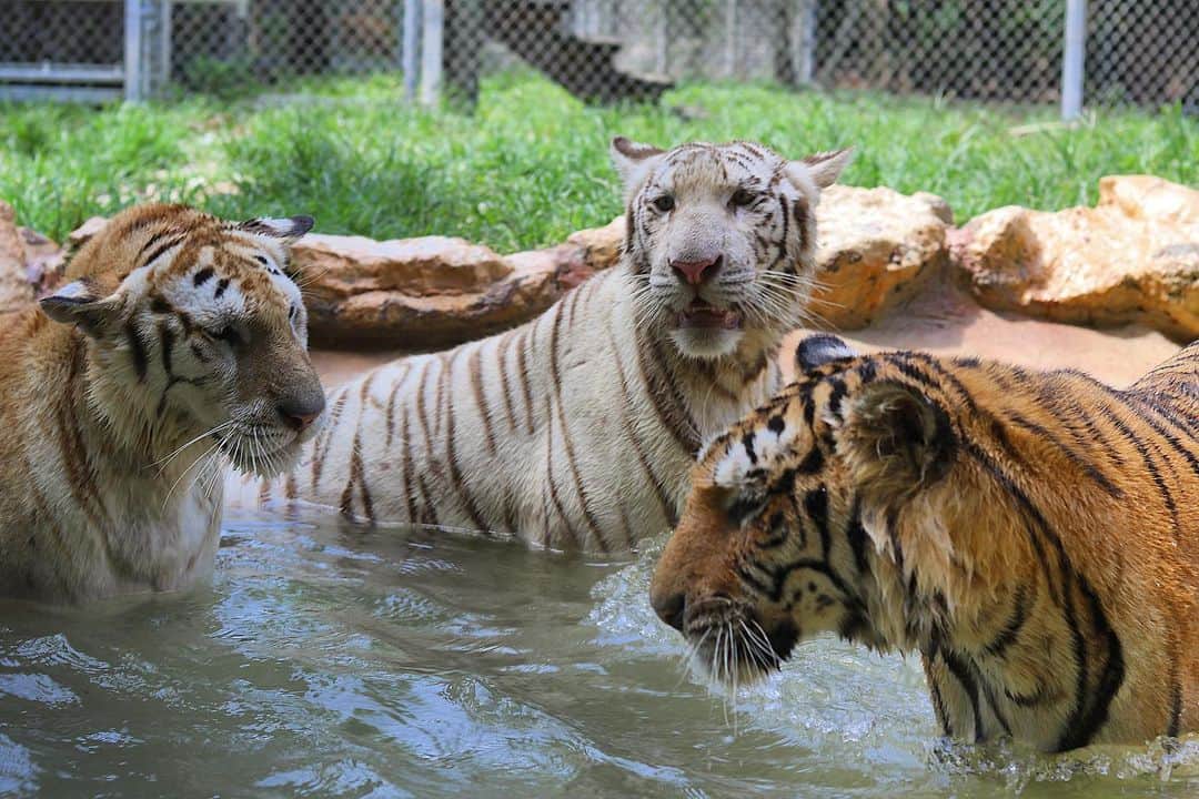 Zoological Wildlife Foundationさんのインスタグラム写真 - (Zoological Wildlife FoundationInstagram)「Splash time with these lovely ladies!!🐯💚💦🐾 #tiger #bengal #endangeredspecies #conservation #zwfmiami #zwf #enrichment」8月1日 2時58分 - zwfmiami