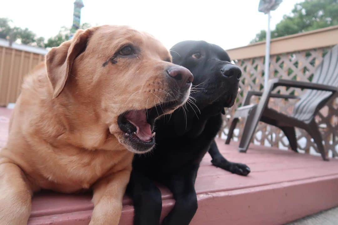 Jake And Gingerさんのインスタグラム写真 - (Jake And GingerInstagram)「I wuv you❤️ #talesofalab #worldoflabs #dogsofinstagram #fab_labs_ #labs_of_insta #weeklyfluff  Also thank you all for the birthday wishes !! ❤️」8月1日 3時02分 - jake_n_ginger