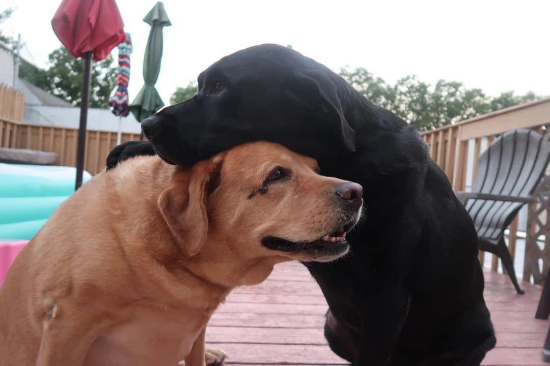 Jake And Gingerさんのインスタグラム写真 - (Jake And GingerInstagram)「I wuv you❤️ #talesofalab #worldoflabs #dogsofinstagram #fab_labs_ #labs_of_insta #weeklyfluff  Also thank you all for the birthday wishes !! ❤️」8月1日 3時02分 - jake_n_ginger