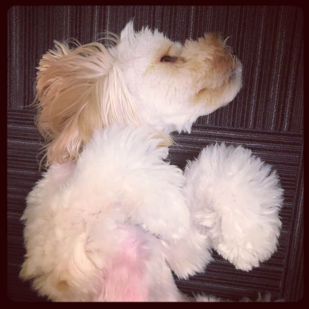 北山陽一のインスタグラム：「おもちおなかぴんく。#きたやまおもち」