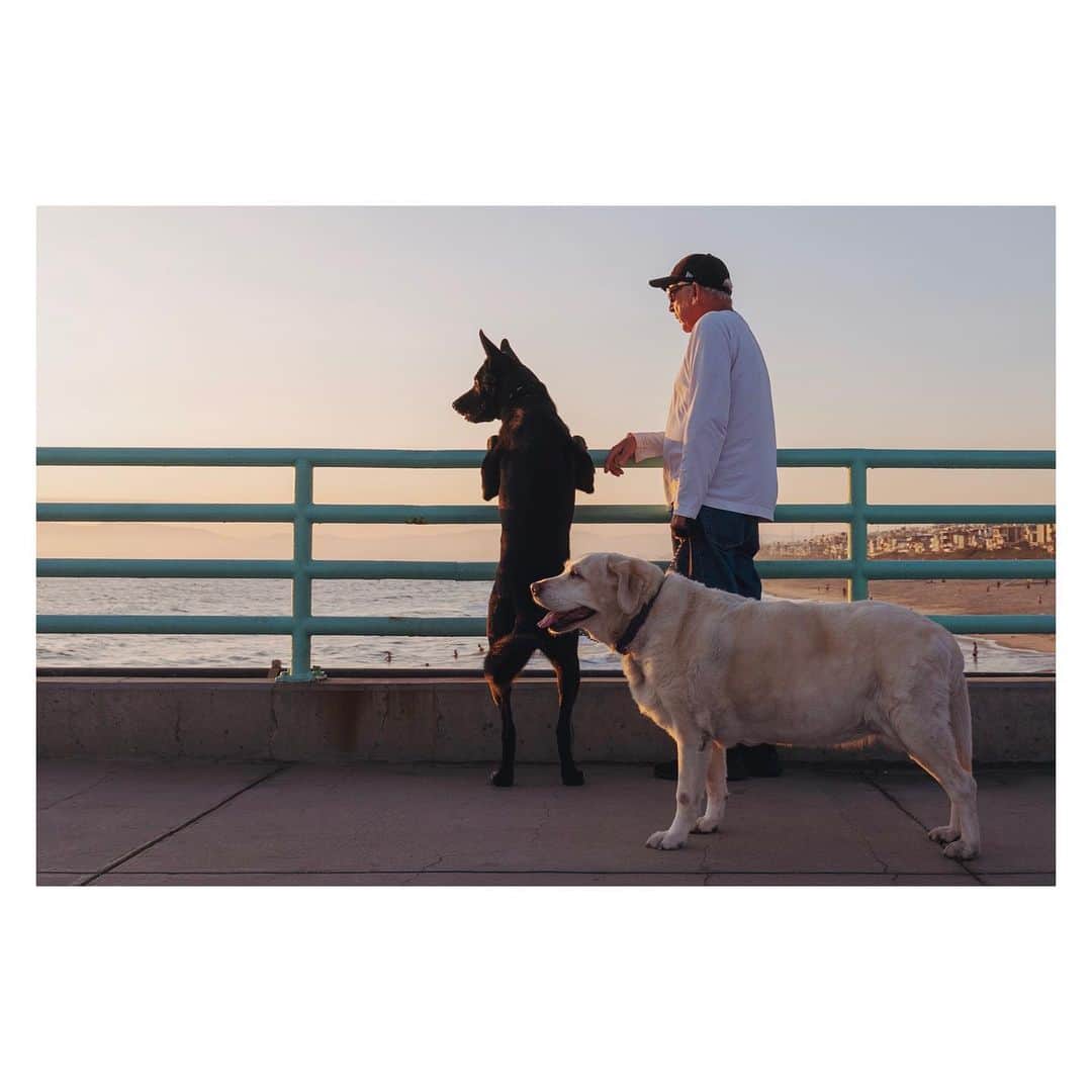 Pete Halvorsenのインスタグラム：「dog days of summer...is it me or do yellow labs just smile every second of their life. . Leica SL #PierPressure」