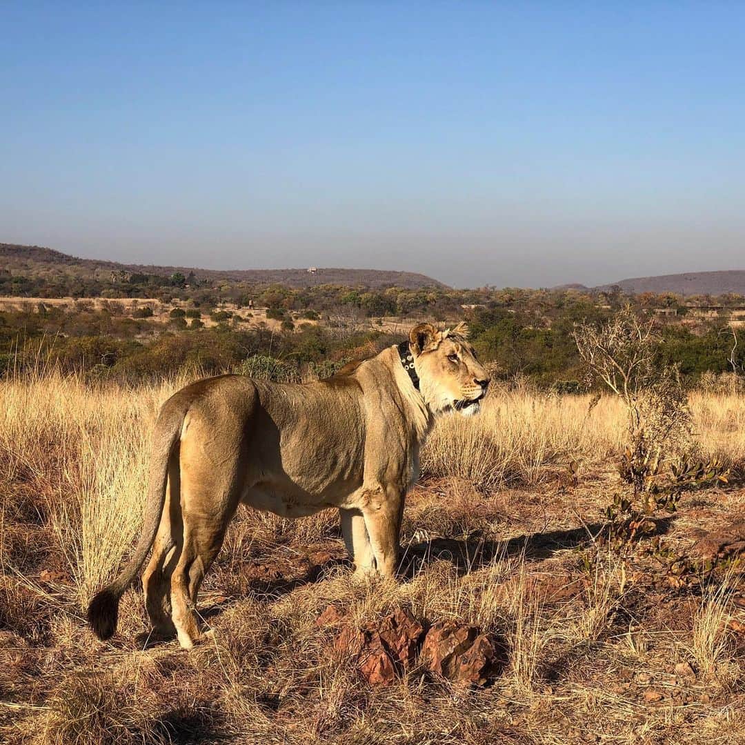 Kevin Richardson LionWhisperer のインスタグラム