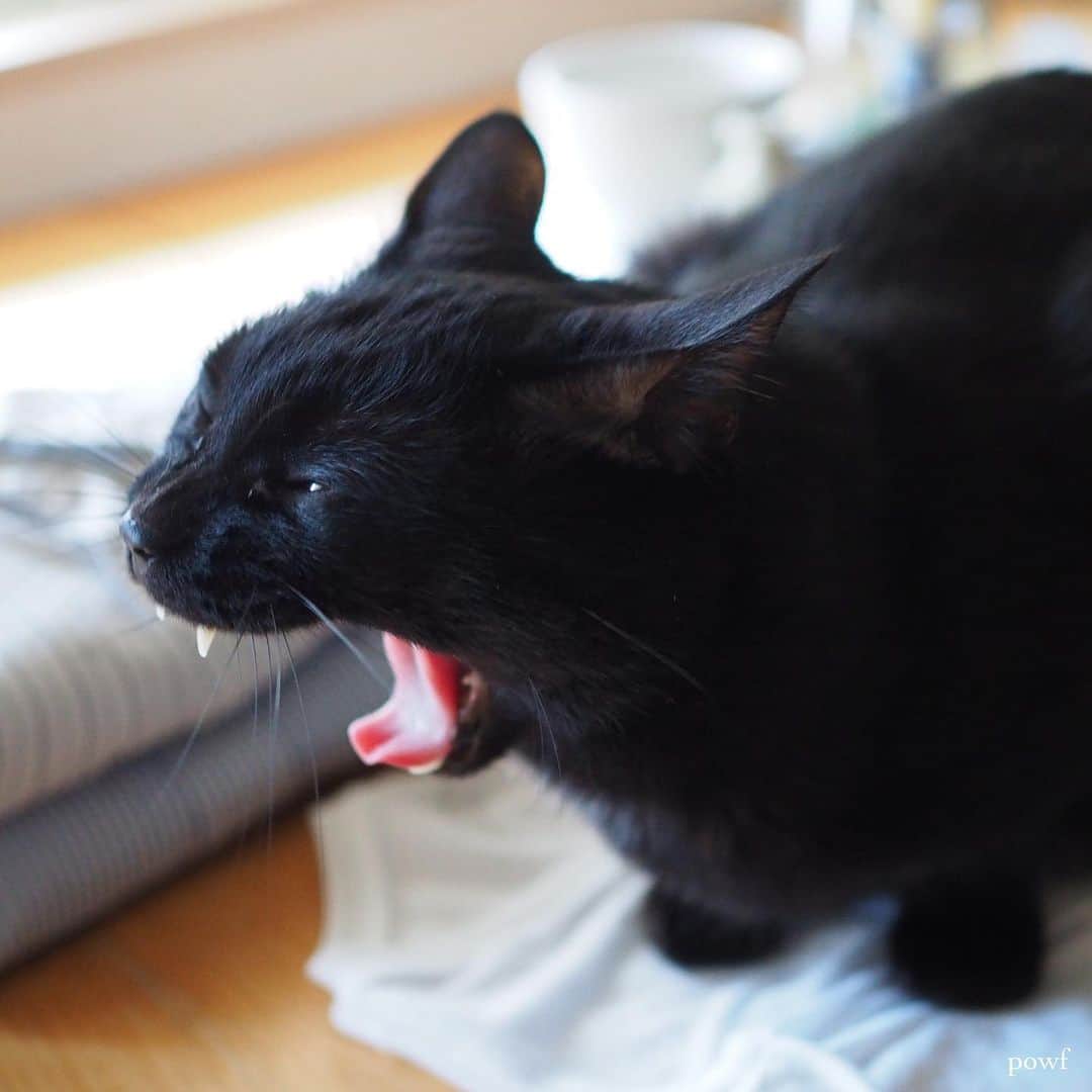 anemone_69のインスタグラム：「. #あくび #あくび猫 #ハカセとキョウジュ #blackcat #黒猫 #cat #猫 #保護猫 . . .」