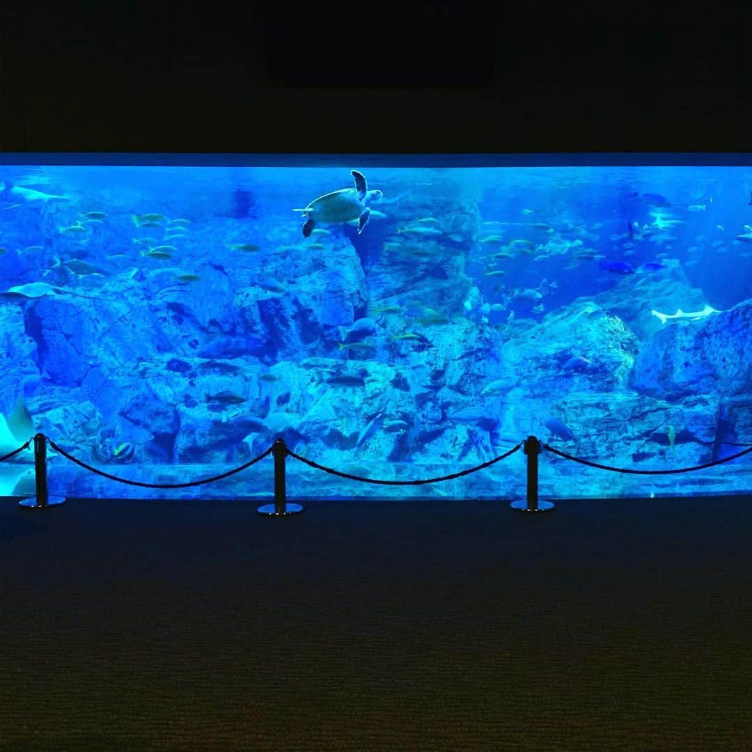 安倍吉俊のインスタグラム：「海卵という水族館に来ました」