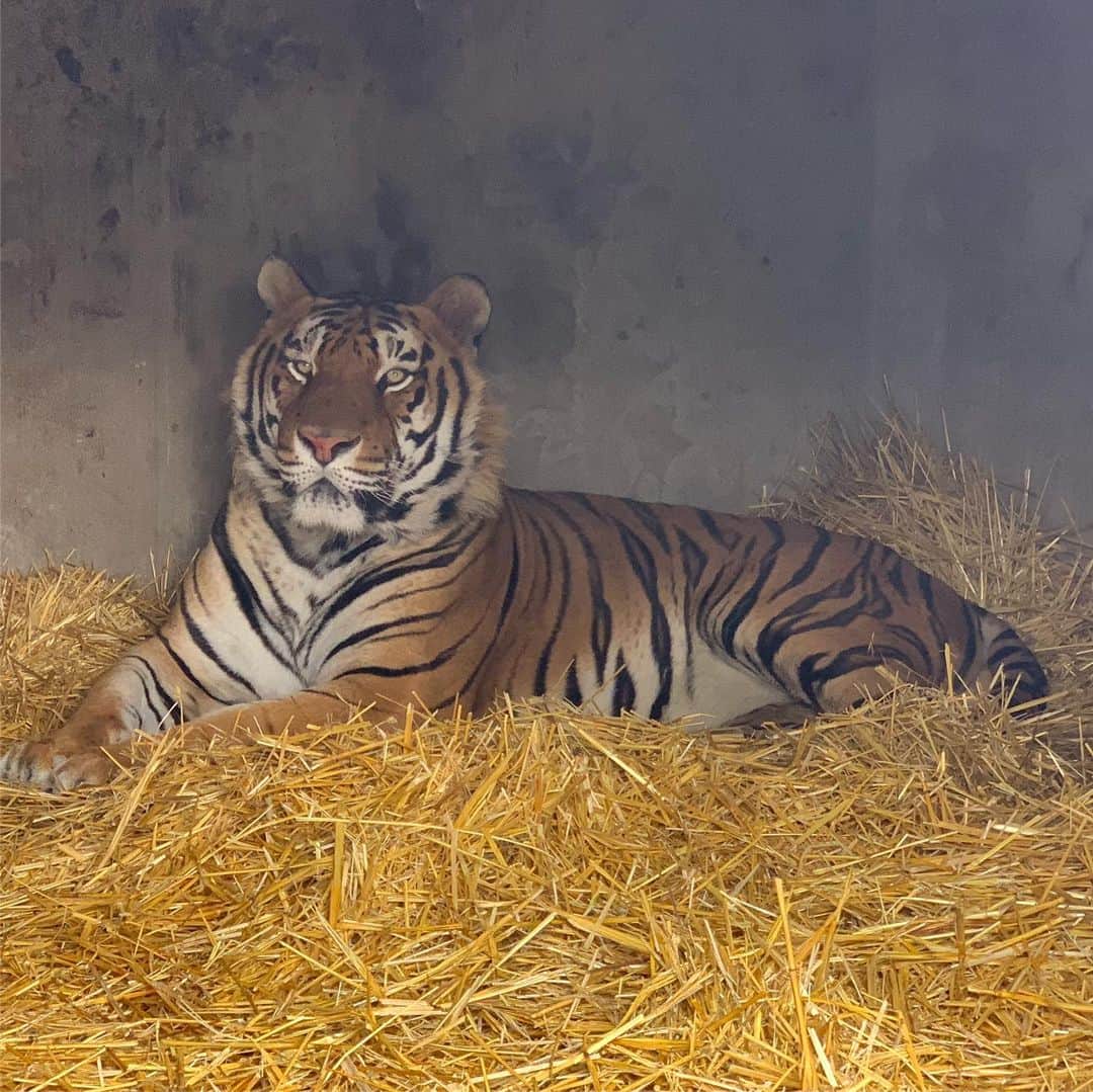 Black Jaguar-White Tiger さんのインスタグラム写真 - (Black Jaguar-White Tiger Instagram)「Alcyone this morning in his night room...」8月1日 5時13分 - blackjaguarwhitetiger