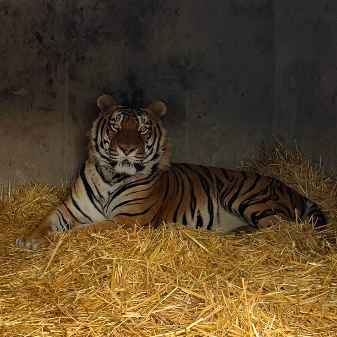 Black Jaguar-White Tiger さんのインスタグラム写真 - (Black Jaguar-White Tiger Instagram)「Alcyone this morning in his night room...」8月1日 5時13分 - blackjaguarwhitetiger