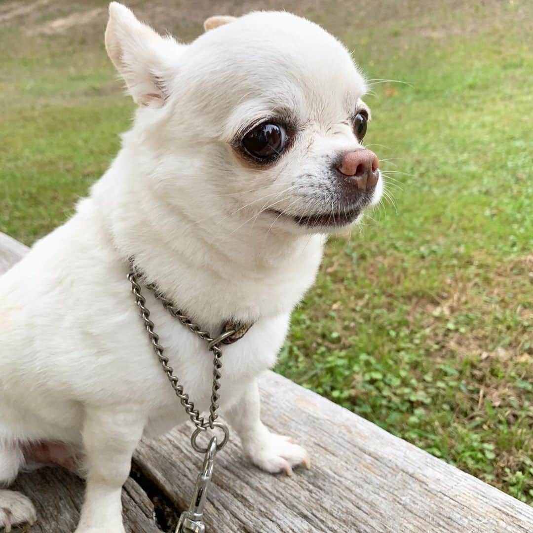 KORIKIのインスタグラム：「おはようございます♪ * #朝ん歩 #dogofsapporo #dog, #dogs, #dogstagram,#chihuahua,#犬バカ部,#チワワ,#koriki, #hanadog #白スムチ連合会, #スムチー,  #dogofthedayjp, #dogoftheday  #ilovemydog #instadog #instapet #WhiteChihuahua  #吉娃娃 #치와와  #dogsofinstagram #Chihuahualover  #チワワの輪 #barkbox #WhiteChihuahuaParty #もふもふモフモフ」