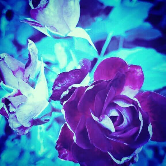 江田由紀浩さんのインスタグラム写真 - (江田由紀浩Instagram)「花。赤と青。 #花 #赤 #青 #赤と青」8月1日 5時57分 - eda_yukihiro