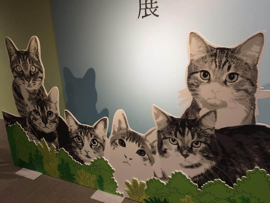 友利愛美さんのインスタグラム写真 - (友利愛美Instagram)「♡ ♡ ♡ ♡ これが、映えか、、、。 . #パンケーキ #cuteすぎるぜ #ねこがかわいいだけ展 #幸せをいつもありがとう #cat」8月1日 7時02分 - aimitomori