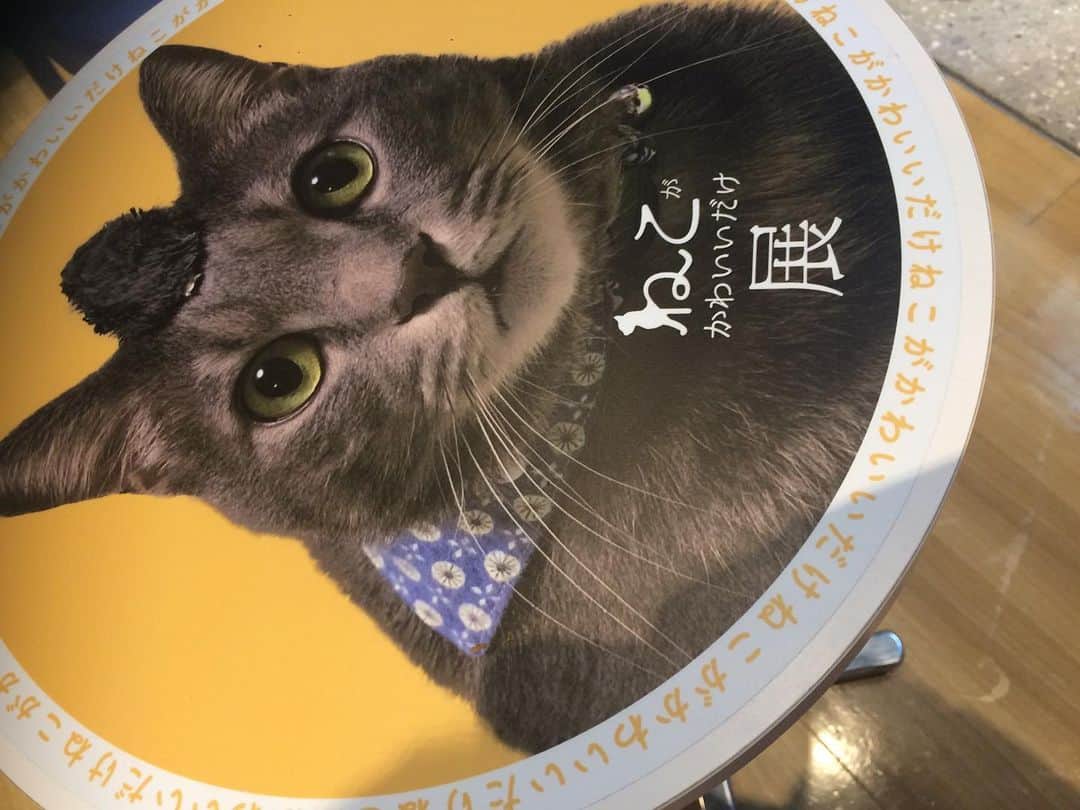 友利愛美さんのインスタグラム写真 - (友利愛美Instagram)「♡ ♡ ♡ ♡ これが、映えか、、、。 . #パンケーキ #cuteすぎるぜ #ねこがかわいいだけ展 #幸せをいつもありがとう #cat」8月1日 7時02分 - aimitomori