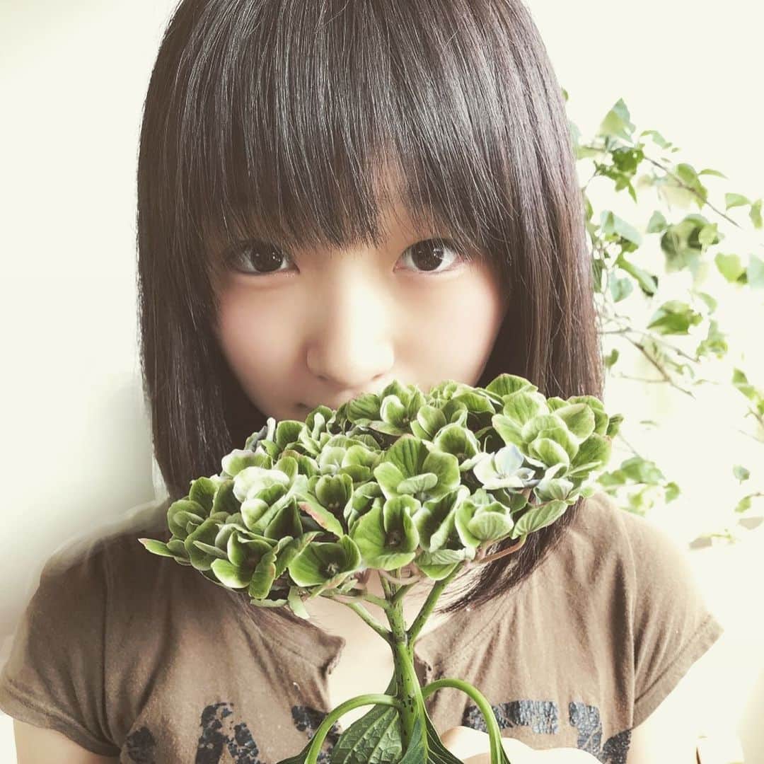 前野えまさんのインスタグラム写真 - (前野えまInstagram)「緑のアジサイって初めて見た💚 「アメジスト」という品種のアジサイです。 色が変わっていくみたい。 緑から青に変わっていくのかな…。 #アジサイ #紫陽花 #アメジスト #お花好きな人と繋がりたい #夏の花 #緑の花 #前野えま」8月1日 6時57分 - maeno_ema