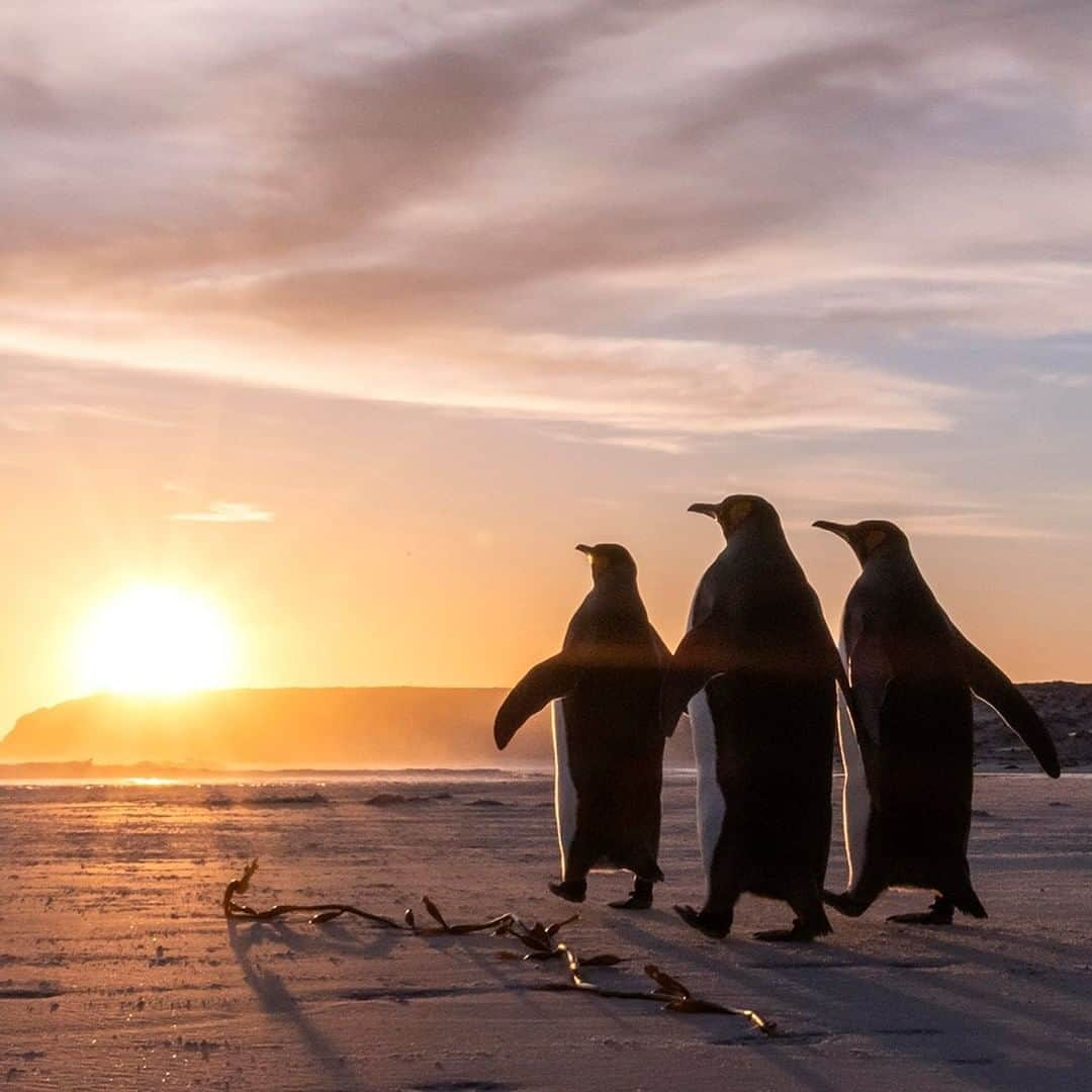 National Geographic Travelさんのインスタグラム写真 - (National Geographic TravelInstagram)「Photo by @daisygilardini | King penguins commute every morning from the colony to the beach, like diligent workers commuting to work in the big cities. They then jump into the sea to fish for the day. I was fortunate to spend a full week in the Falkland Islands (Malvinas) in late October, following them. Rain or shine, I was there — at the beach — witnessing  the parade and trying to capture the elegance of these gentle creatures in the morning light. Follow me @DaisyGilardini for more images and stories behind the scenes #penguin #kingpenguin #falklandislands #malvinas #conservation #sunrise」8月1日 7時02分 - natgeotravel