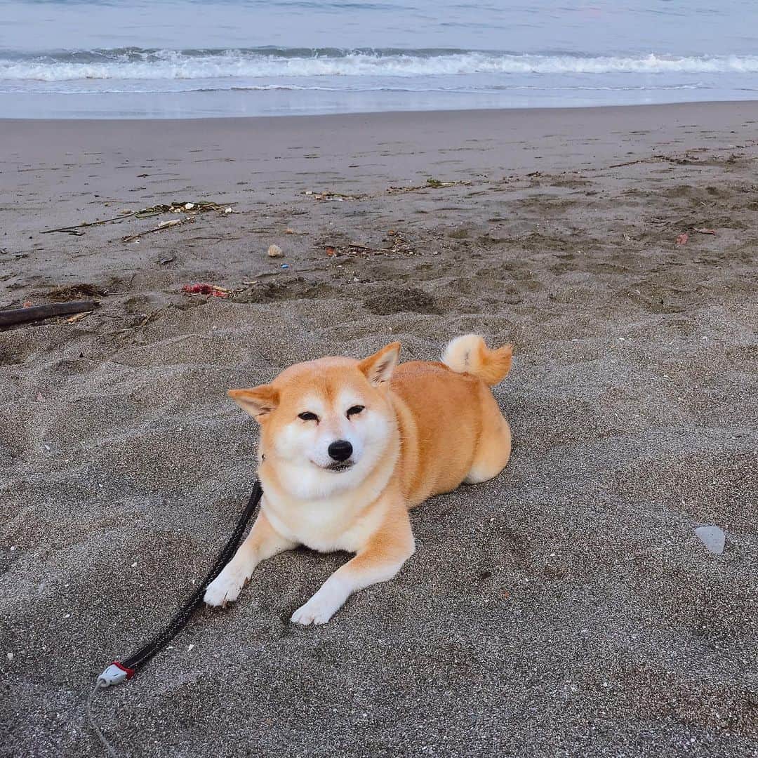 マル子のインスタグラム：「おはよー！8月！  #マル子  #柴犬  #shiba  #早起き成功  #今朝も安定の休憩」