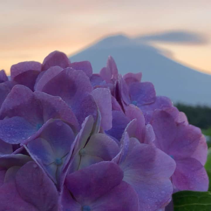 のインスタグラム：「. 🤩🤩“Shizuoka” prefecture in Japan is a place where you can see the most “phantastic” Mt. Fuji🗻 in the world.🤩 #富士山 #mtfuji #japan #shizuoka #fujinomiya  #phantastic420photography #mostphantasticmtfuji #selamatpagi  #goodmorning  #おはようございます 😇😇😇😇😇😇😇🗻😇😇 早朝珍しく見えてましたがすぐに隠れました🤣」