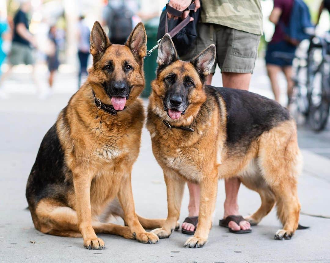 The Dogistさんのインスタグラム写真 - (The DogistInstagram)「Sadie & Rooney, German Shepherds (4 & 5 y/o), 25th & 8th Ave., New York, NY • “I’m their invisible dog walker. Everyone just pays attention to them. A young man once approached us crying. He said, ‘Could I pet your dog?’ The next thing you know he was hugging them for a whole minute. He said, ‘You have magic dogs. I’m going through a difficult time – I was sad and now I have a smile.’ They make everyone’s day.”」8月1日 7時20分 - thedogist