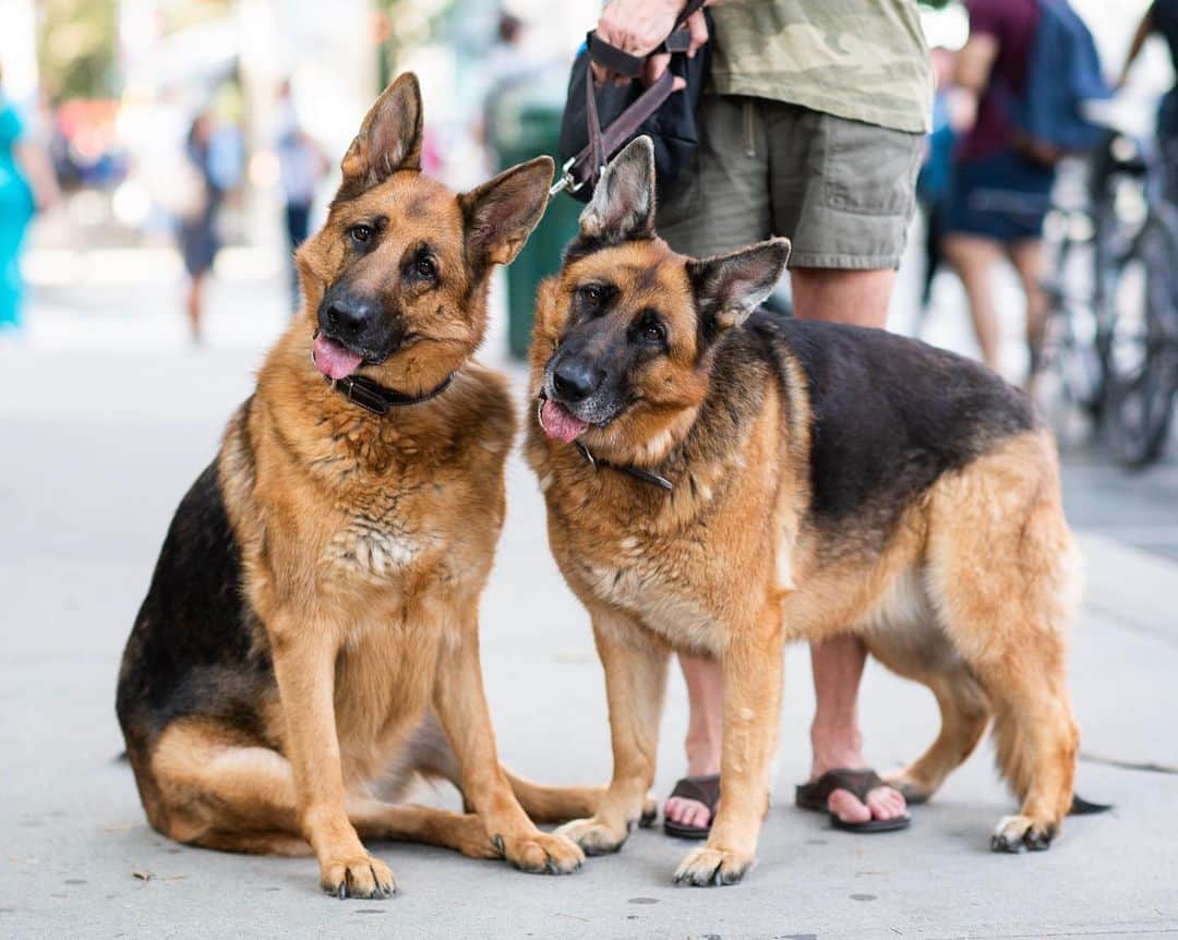 The Dogistさんのインスタグラム写真 - (The DogistInstagram)「Sadie & Rooney, German Shepherds (4 & 5 y/o), 25th & 8th Ave., New York, NY • “I’m their invisible dog walker. Everyone just pays attention to them. A young man once approached us crying. He said, ‘Could I pet your dog?’ The next thing you know he was hugging them for a whole minute. He said, ‘You have magic dogs. I’m going through a difficult time – I was sad and now I have a smile.’ They make everyone’s day.”」8月1日 7時20分 - thedogist