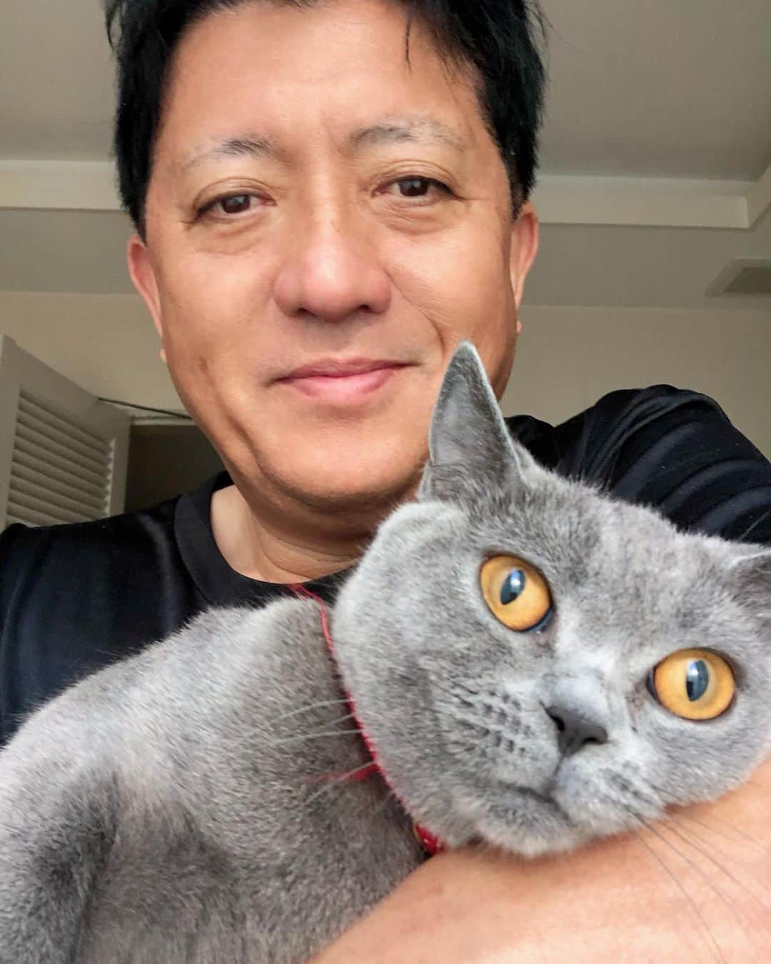 平井卓也さんのインスタグラム写真 - (平井卓也Instagram)「おはようございます。昨年の10月、私が大臣就任時はまだ子猫だったパピコも、今や親猫より大きくなりました。猫は、生後1カ月まで人の約18倍、その後1才まで人の約12倍の速さで成猫になるらしく、可愛い子猫の状態は短いですね。#平井卓也 #ブリティッシュショートヘア」8月1日 7時23分 - hiratakuchan0125