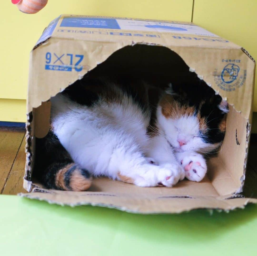 sancheloveさんのインスタグラム写真 - (sancheloveInstagram)「最近#ダンボール 📦で寝ているうららさん。床で寝るよりエアコンの冷え予防にもなるから据え置き状態。ねこベッドもたくさんあるけどね..😹💦 #おはようございます  #片付けられないダンボール #kitty#catstagram#catstagram_japan#petstagram#picneko#instacat#meow#catoftheday#catofworld#ilovemycat#funnycat#にゃんこ#みんねこ#にゃんだふるらいふ#ふわもこ部#にゃんこ#PECOねこ部#ねこまみれ#ねこ休み展#munchkin#calico#scottishfold#マンチカン#ねこのいる暮らし Urara」8月1日 7時31分 - sanchelove