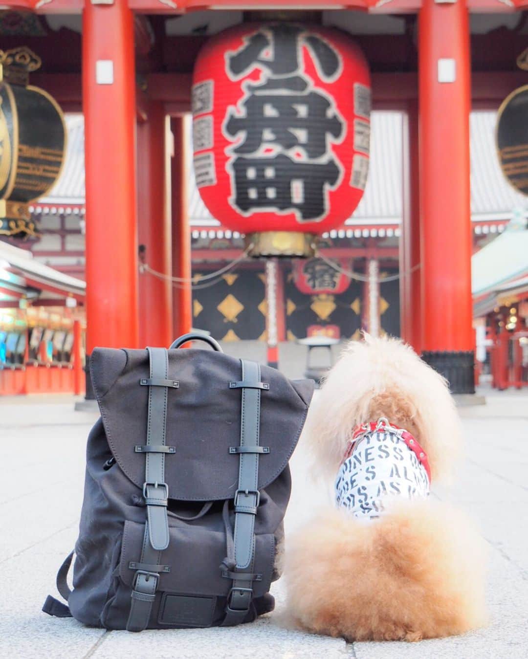 Toypoodle Mikuru?Asakusa Tokyoのインスタグラム：「20190801 Thursday. Good morning! Friends 💖 何処か遠くに行きたいなぁ... . @gastonluga リュック背負って 夏休み第2弾はどこかな？😆😆😆 . 8月に突入ですよ！ 今月もよろしくお願い致します💖 . ●15%offディスカウントコード:purapura15(期限なし) ●http://gastonluga.com ●送料、返送料無料 . #GastonLuga #ガストンルーガ #バックパック #リュック」