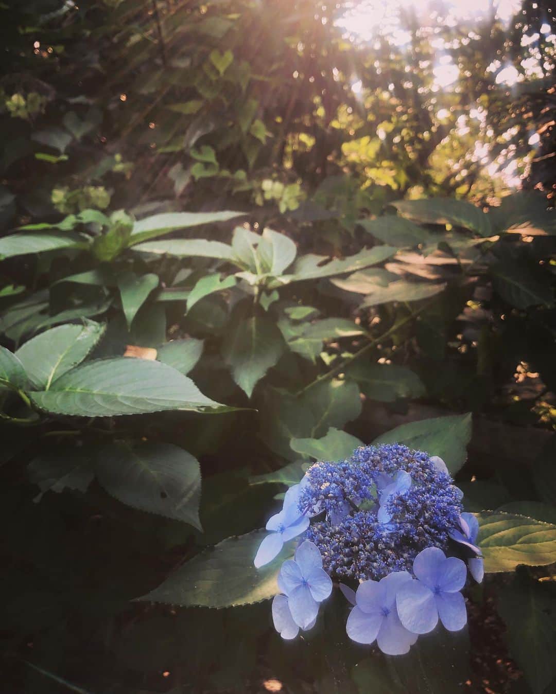 井上侑さんのインスタグラム写真 - (井上侑Instagram)「おはよ  #morning #紫陽花 #hydrangea #japan #green #深呼吸」8月1日 7時56分 - yuinouehappy