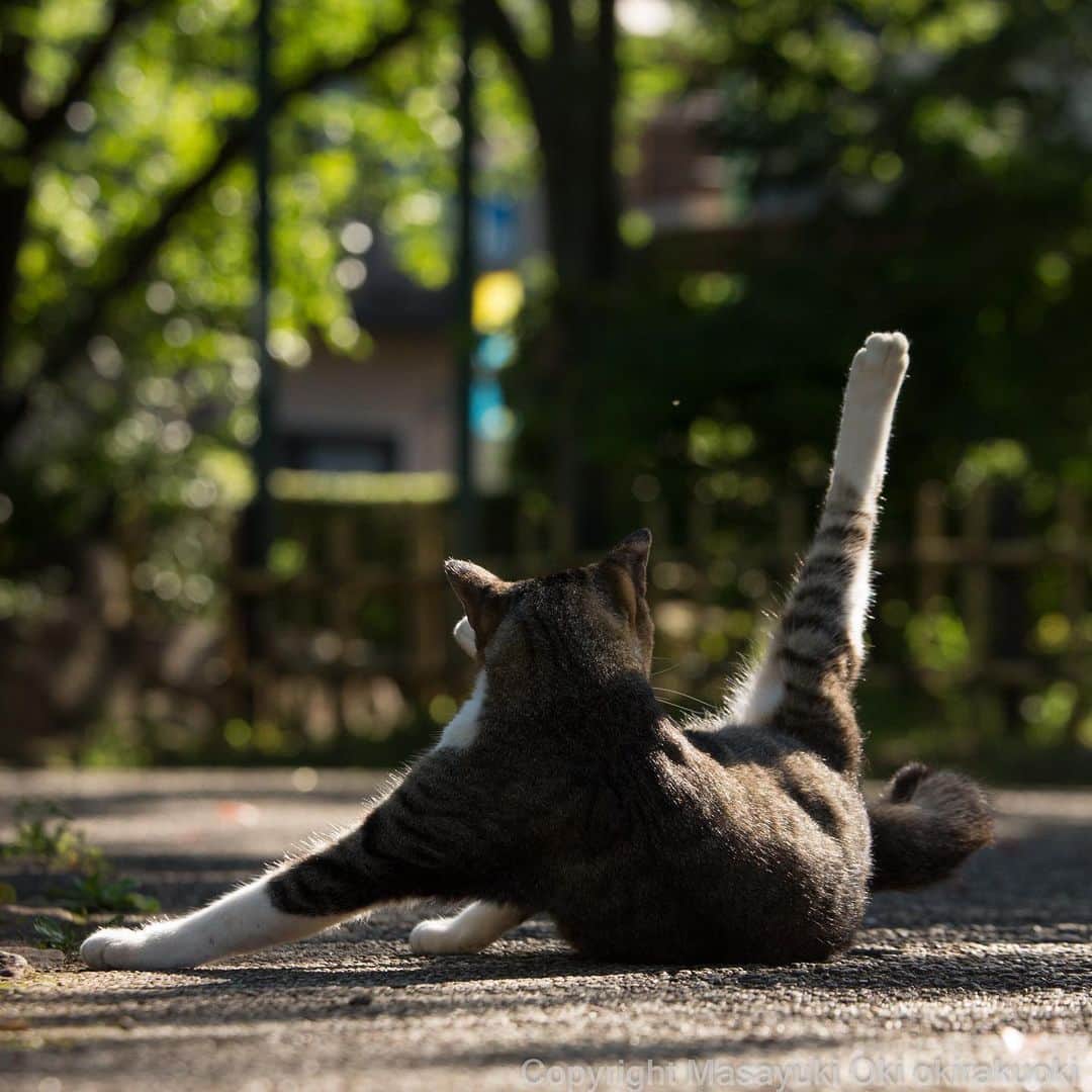 Masayukiさんのインスタグラム写真 - (MasayukiInstagram)「ぴーん。  おはようございます。 Good morning from Tokyo Japan ☀️ #cat #ねこ」8月1日 8時01分 - okirakuoki