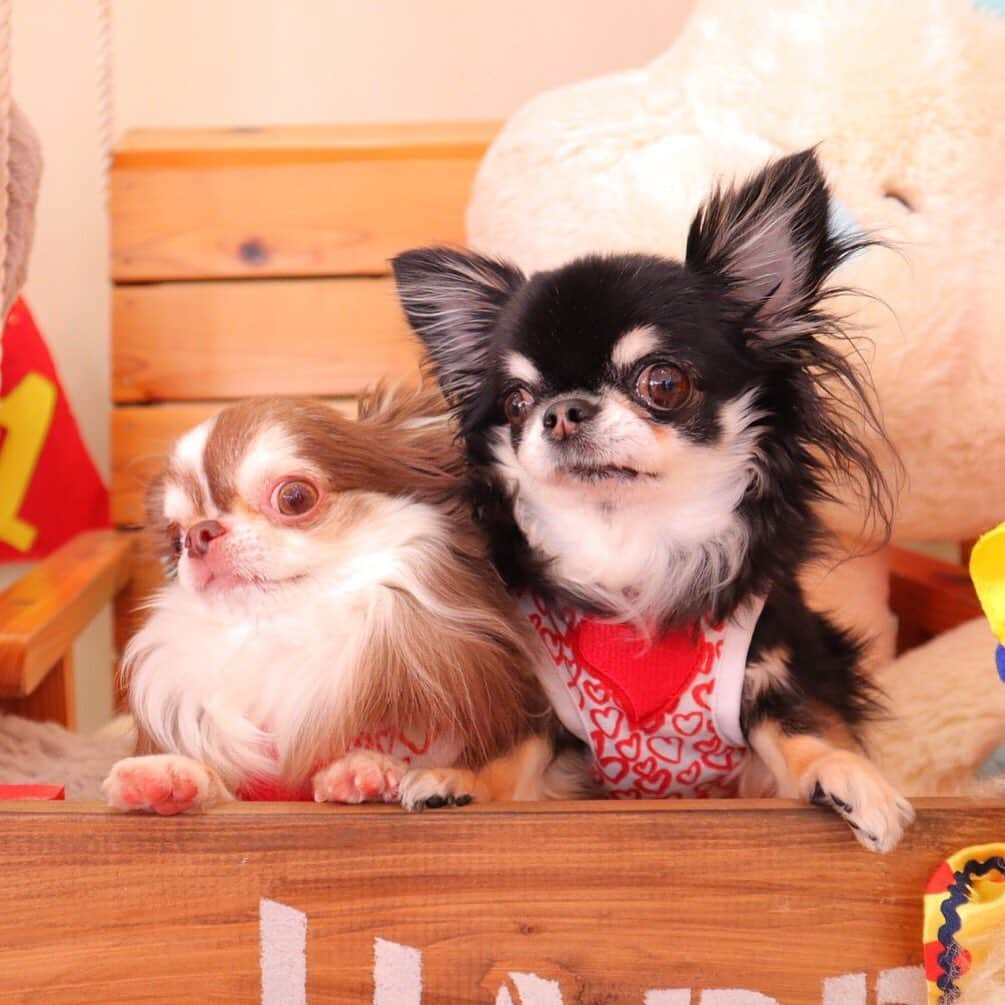 kayoのインスタグラム：「* * 暑いねー 涼しいカフェがいちばん😆💗 * * Lychee💗Melon * * #chihuahua#chihuahualove#dogstgram#dog#instadog#チワワ#チワワ大好き * *」