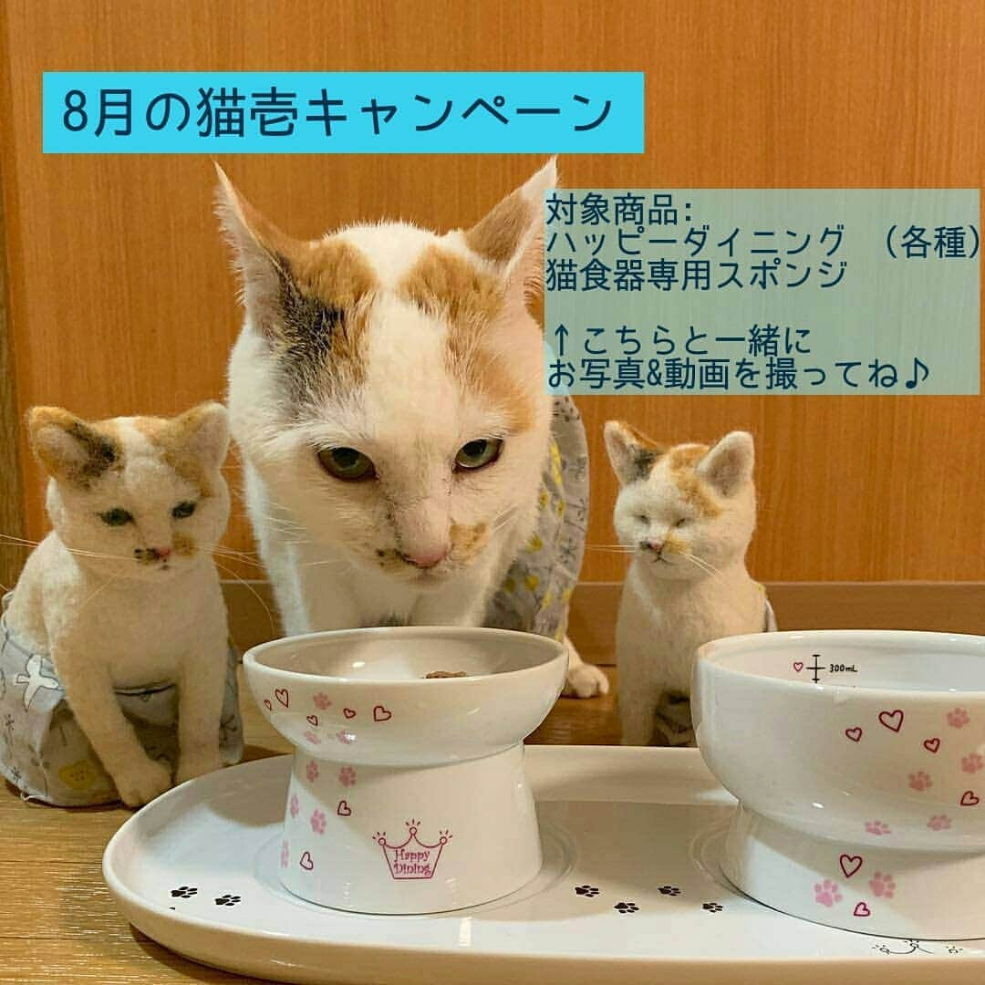 猫壱（ねこいち•ネコイチ）のインスタグラム